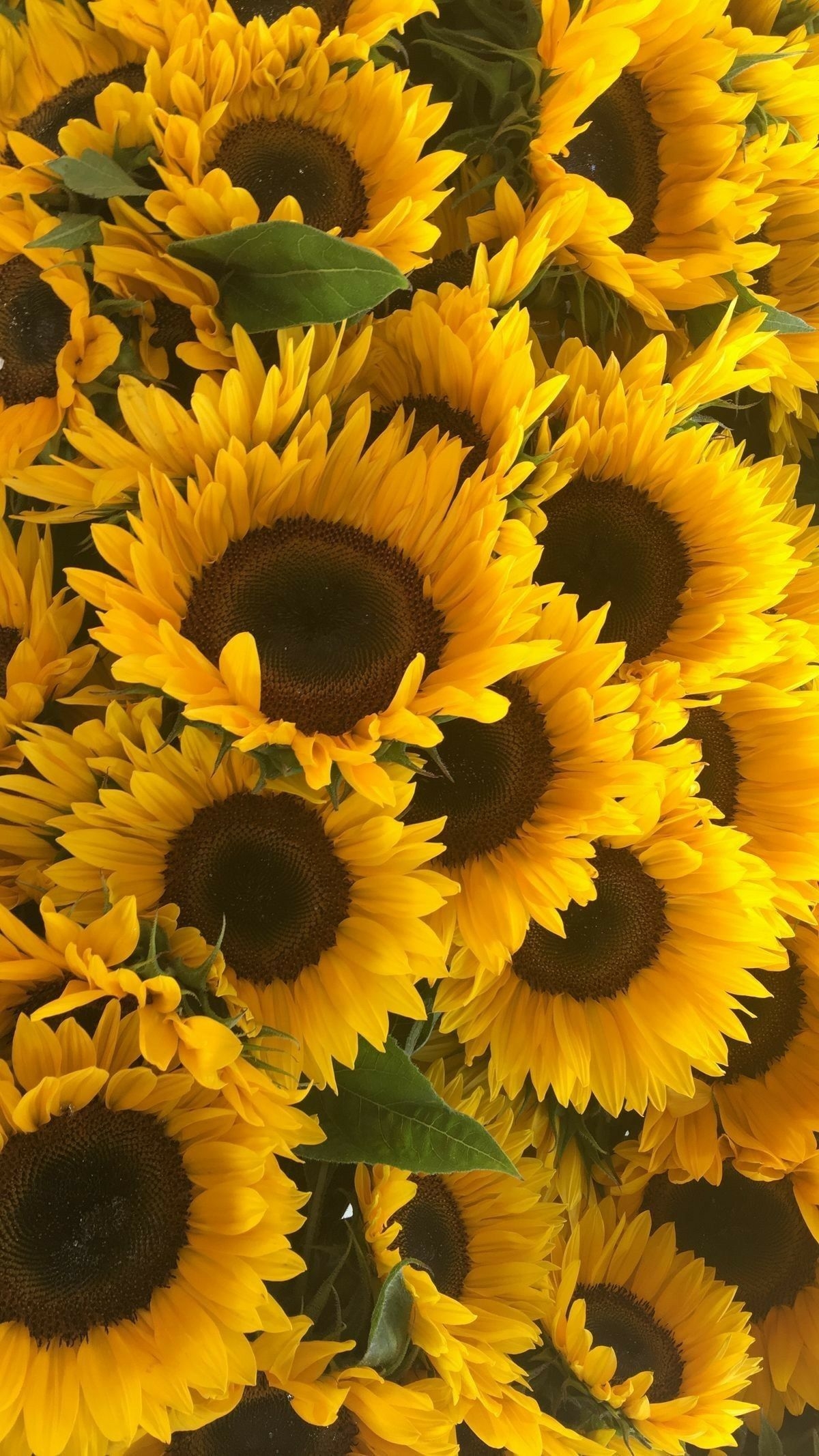 1200x2140 Sunflowers Wallpaper, Phone