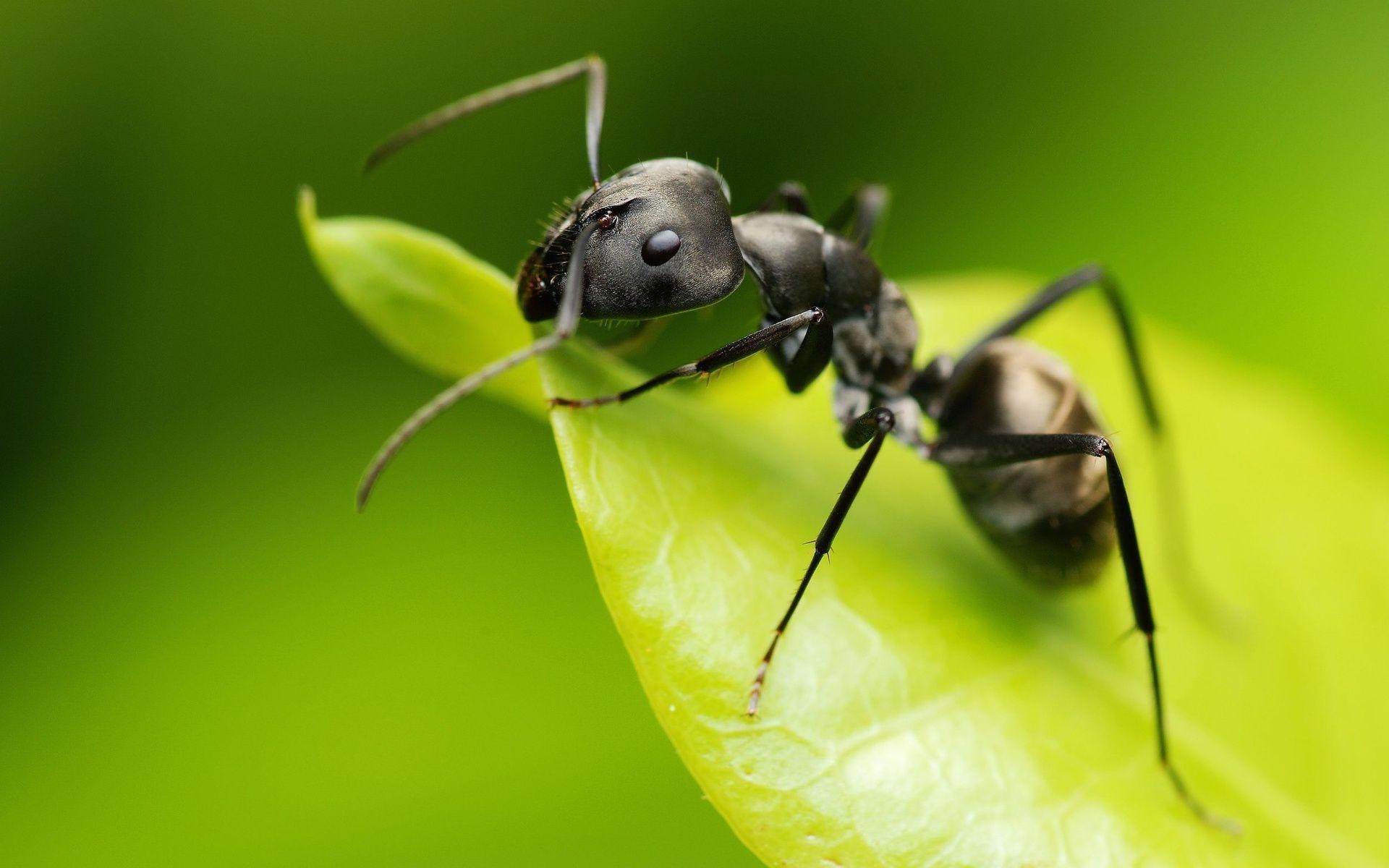 1920x1200 Ant Wallpaper Background, Desktop