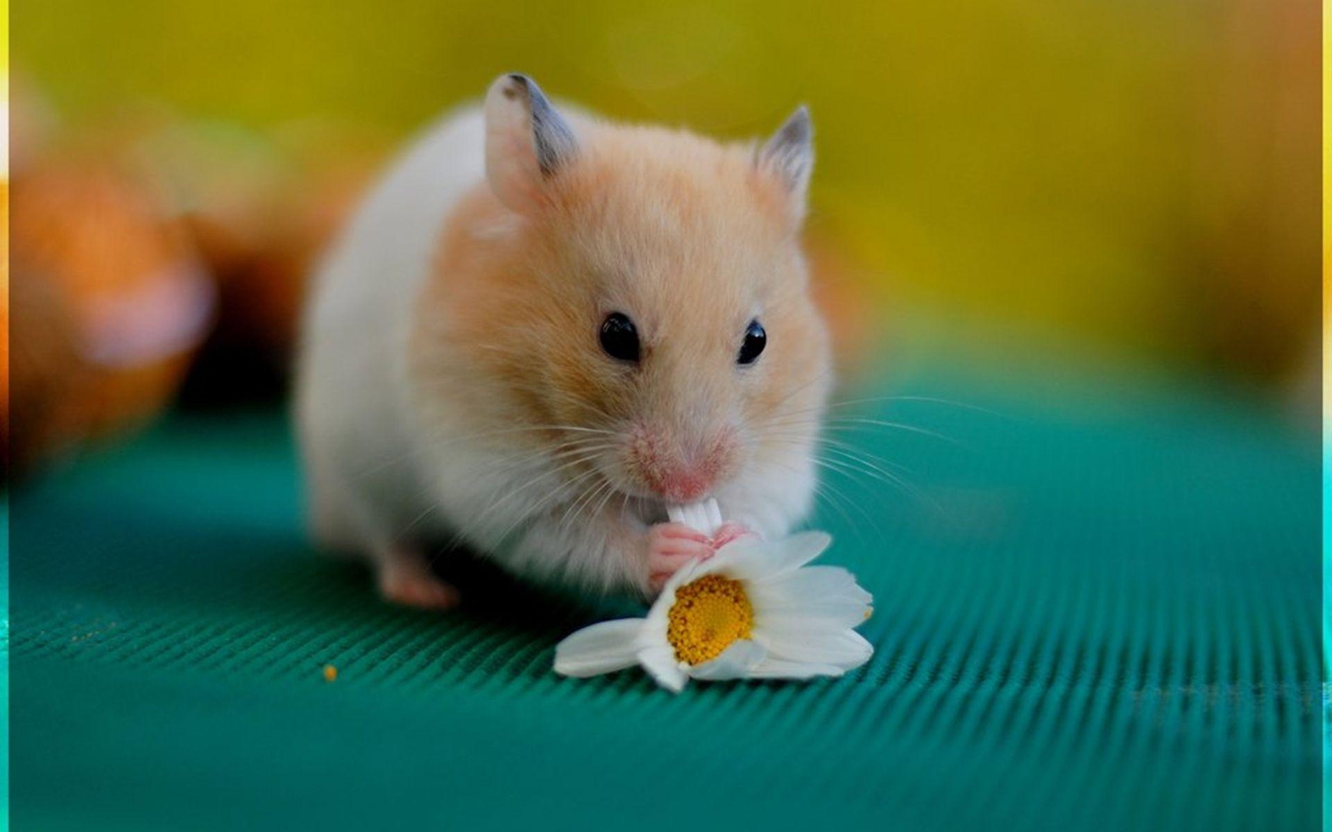 1920x1200 Cute Hamster  Wallpaper,  Wallpaper & Picture Free Download. Cute hamsters, Hamster, Hamster wallpaper, Desktop