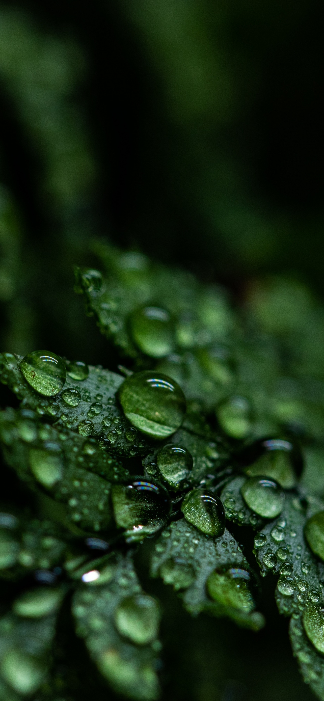 1290x2780 Leaves Wallpaper 4K, Rain drops, Dark, Plant, Droplets, Phone