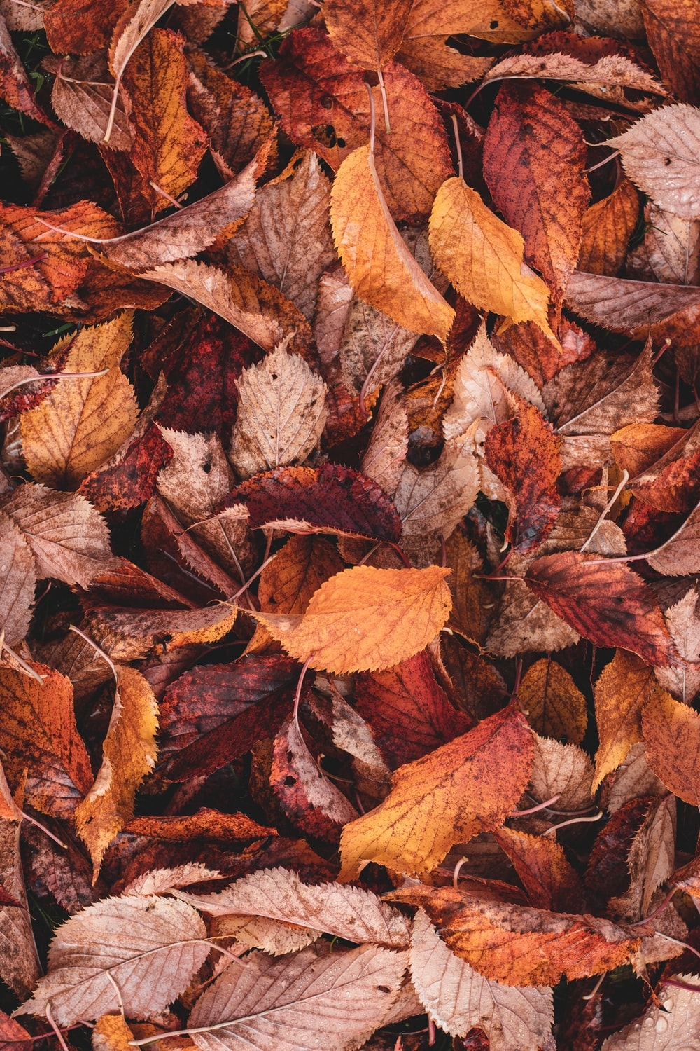 1000x1500 Fall Wallpaper: Free HD Download [HQ], Phone