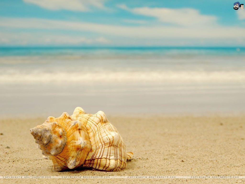 1030x770 Seashell Wallpaper, Desktop