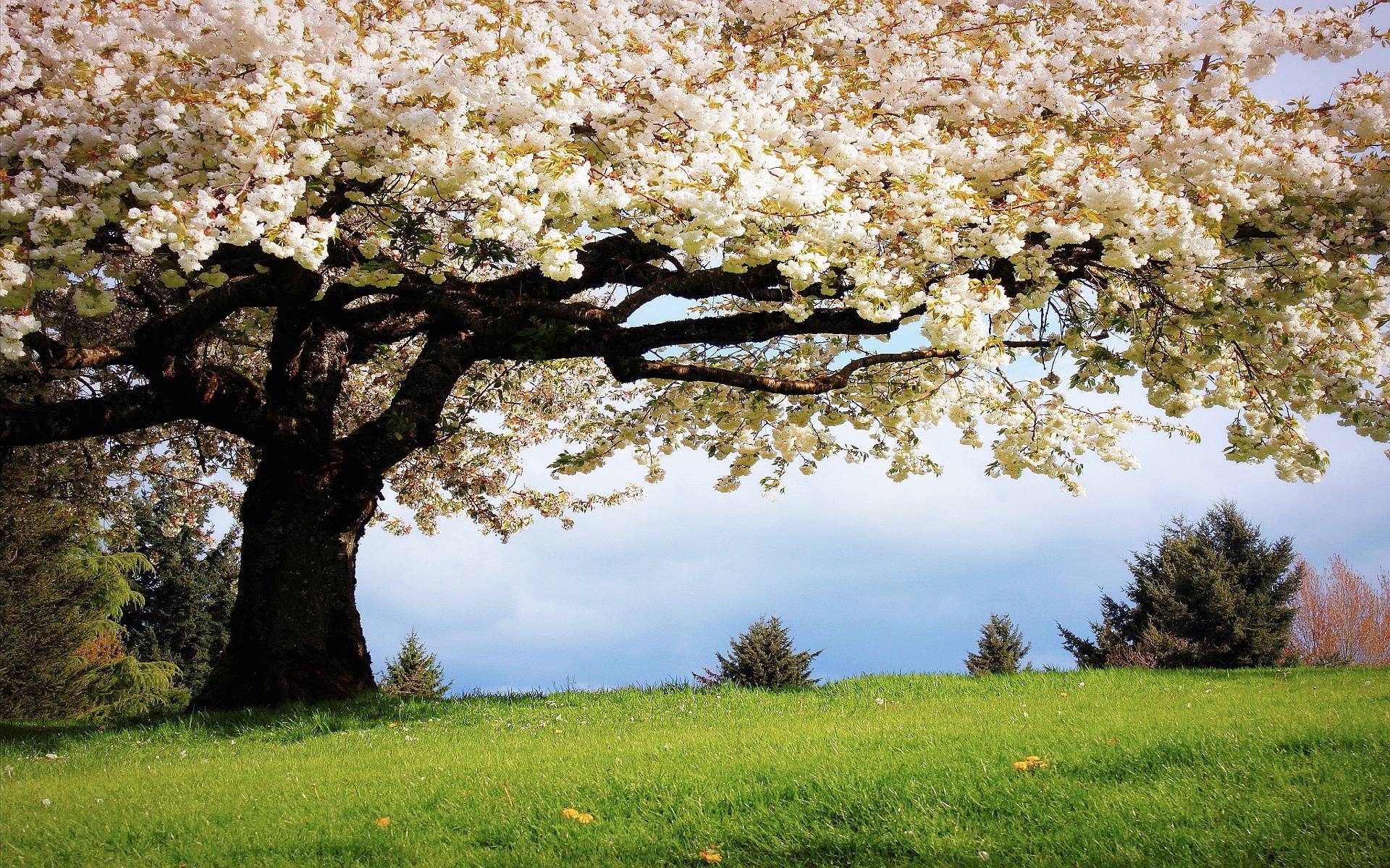 1920x1200 Spring Cherry Tree Wallpaper, iPhone Wallpaper, Facebook Cover, Desktop