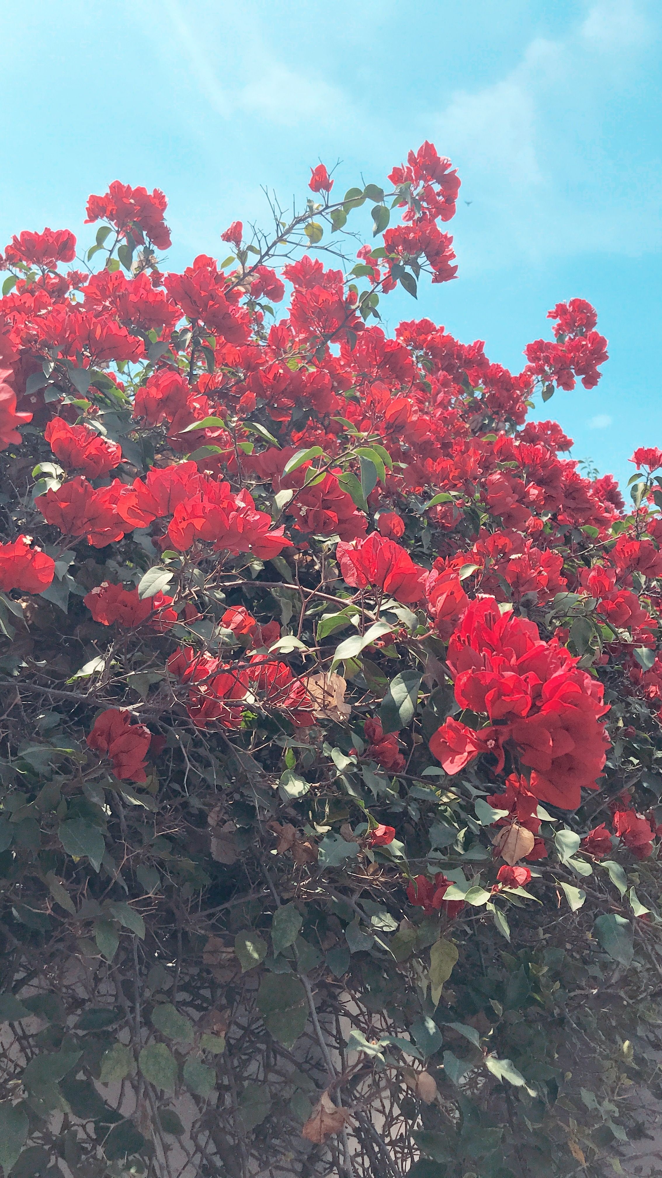 2270x4040 Roses. aesthetic. Flowers, Rose, Flower, Phone