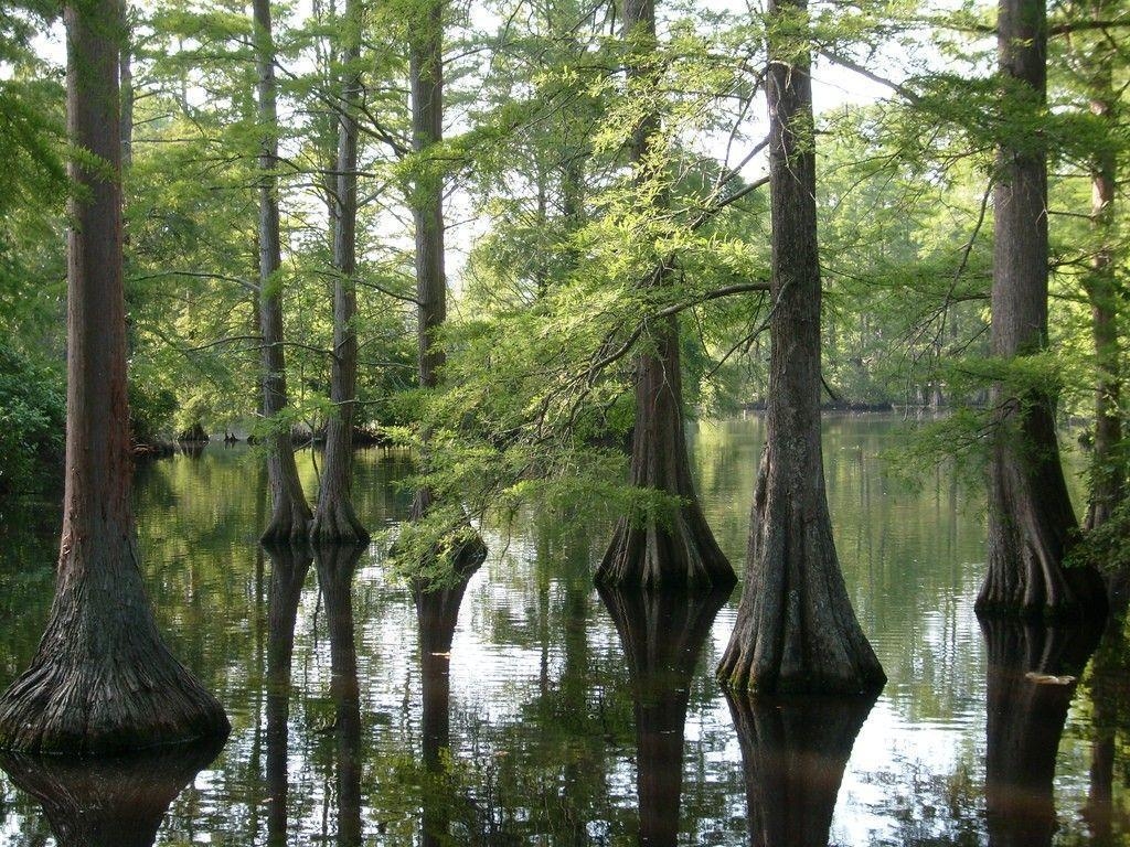 1030x770 Forests: Cypress Swamp Louisiana Trees Bayou Wallpaper Picture HD, Desktop