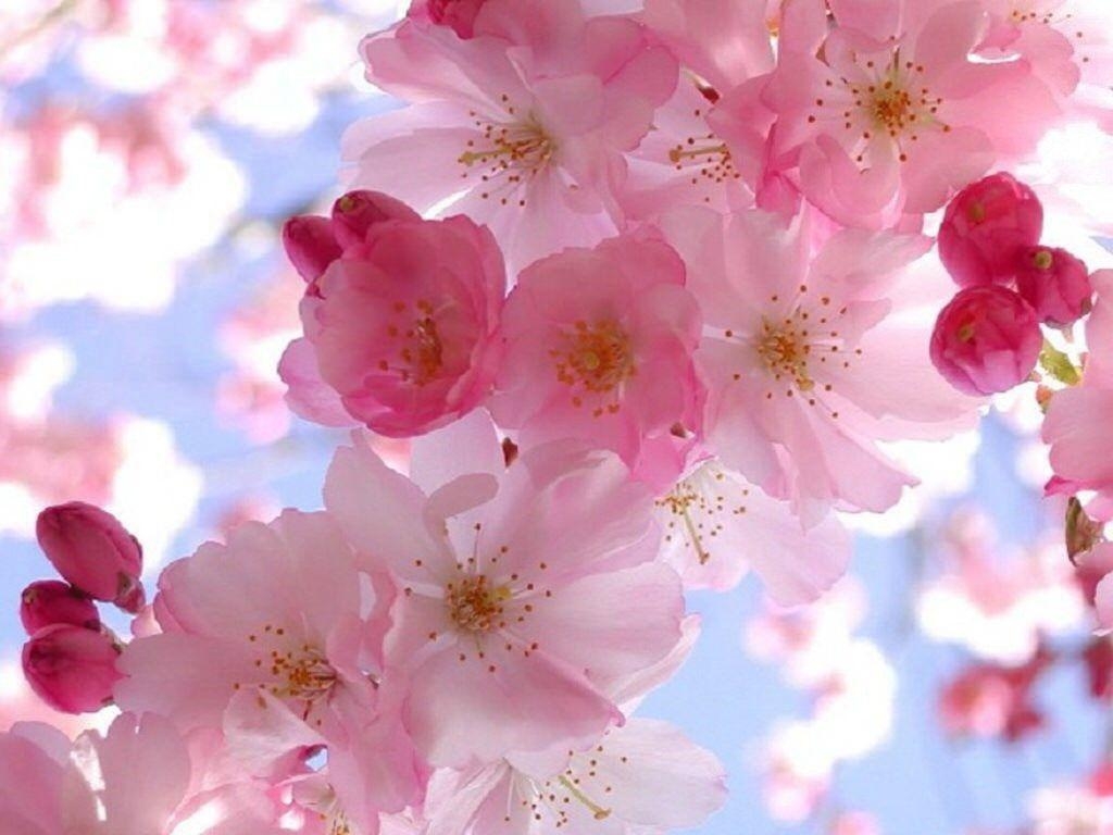 1030x770 Spring Wallpaper Download, Desktop