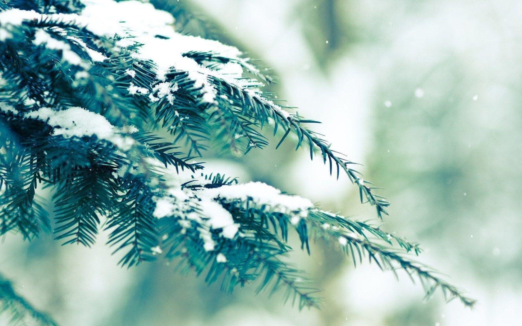 1680x1050 Snowfall Fir Tree Winter Nature HD Wallpaper, Desktop