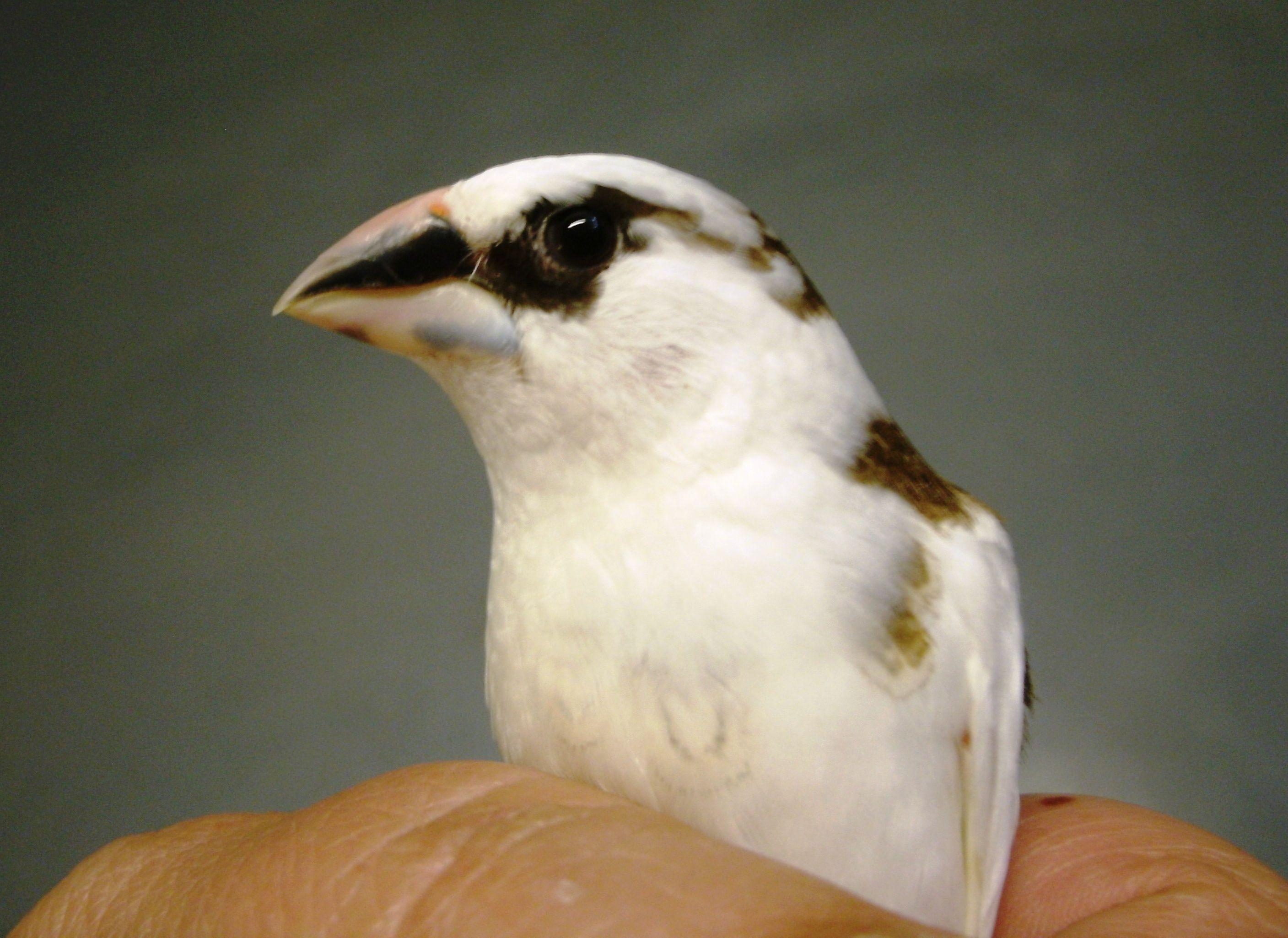 2820x2050 Chocolate & white pied American Society finch. Bengalese finches, Desktop