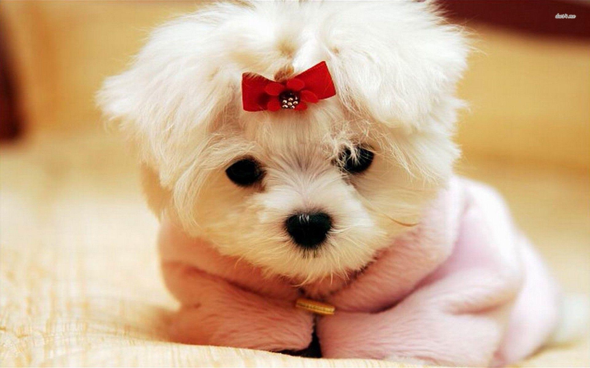 1920x1200 Best Free Cute Maltese Wallpaper, Desktop