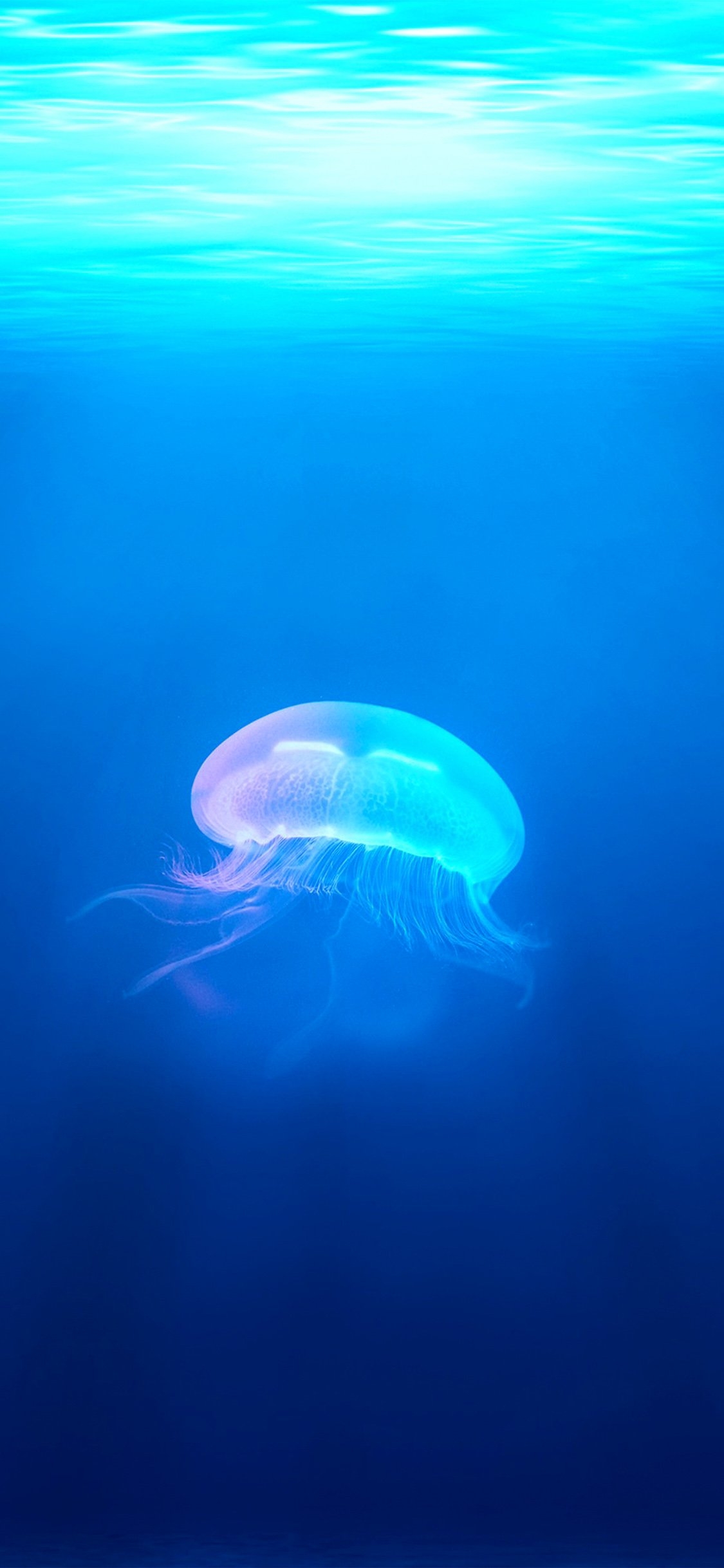 1130x2440 iPhone X wallpaper. jellyfish sea ocean water blue animal, Phone