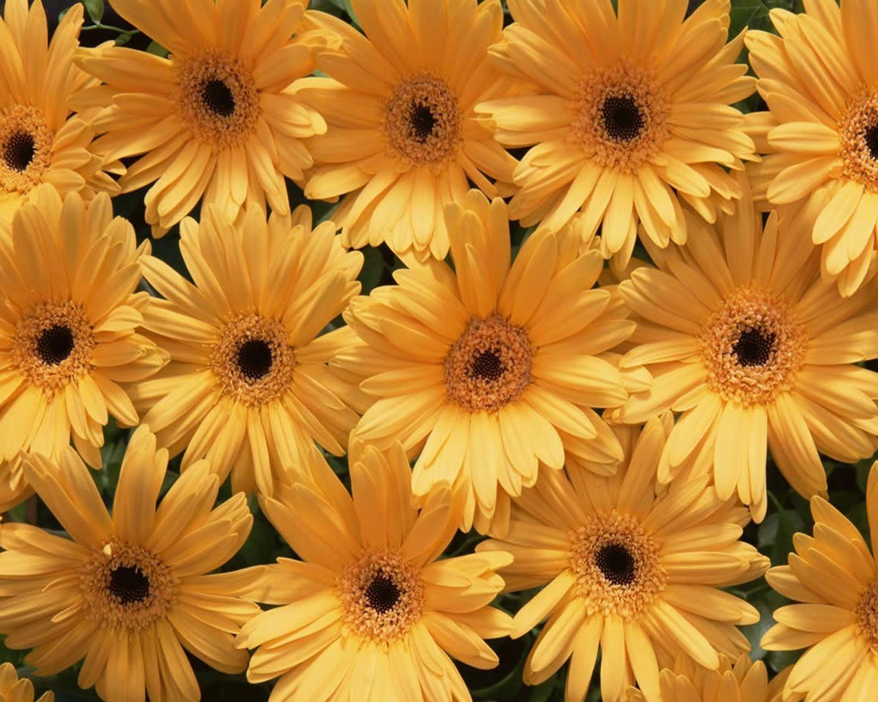 1280x1030 Yellow Flower Wallpaper, Desktop