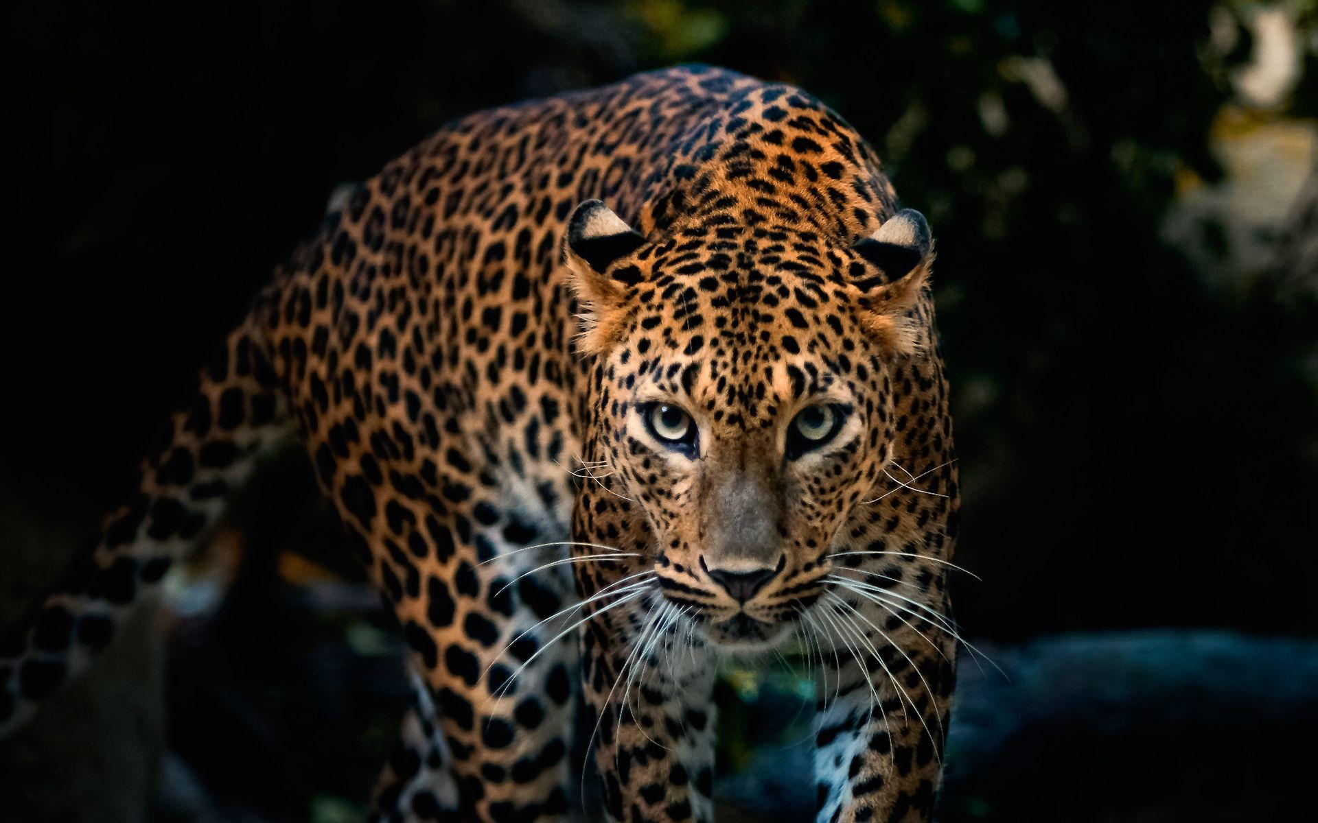 1920x1200 HD Leopard Wallpaper. Leopard Best Picture Collection, Desktop