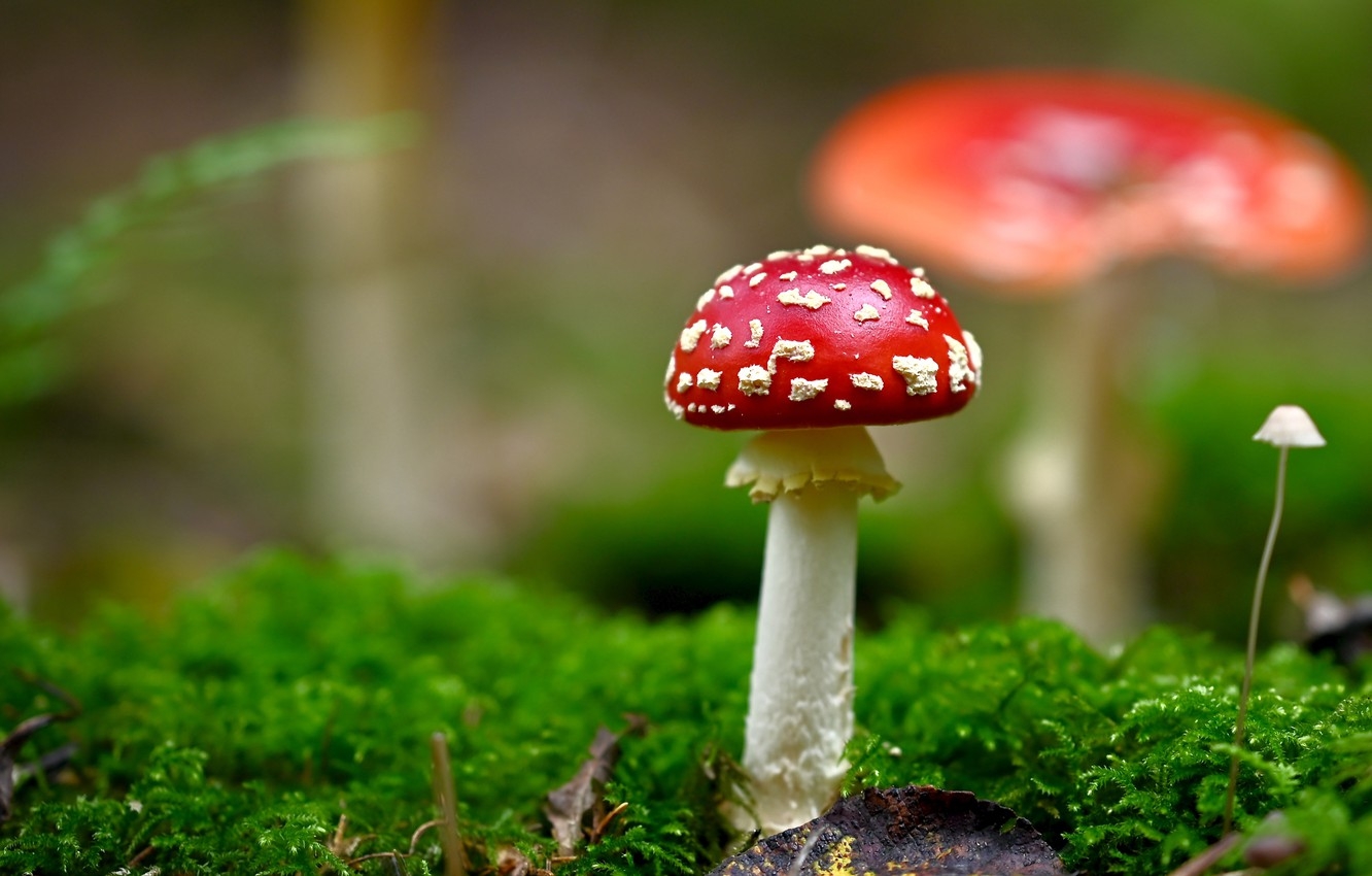 1340x850 Wallpaper greens, background, mushroom, moss, mushroom image for desktop, section природа, Desktop