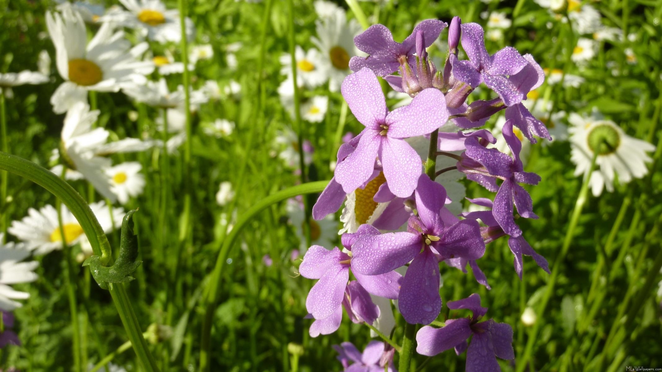 2140x1200 MLe Lilac and Daisies, Desktop