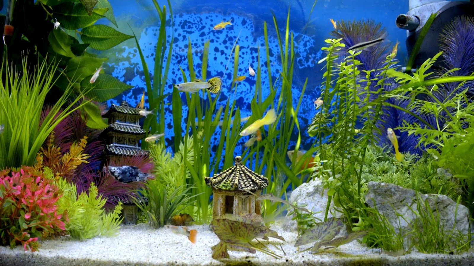 1600x900 Fish Tank Wallpaper HD, Desktop