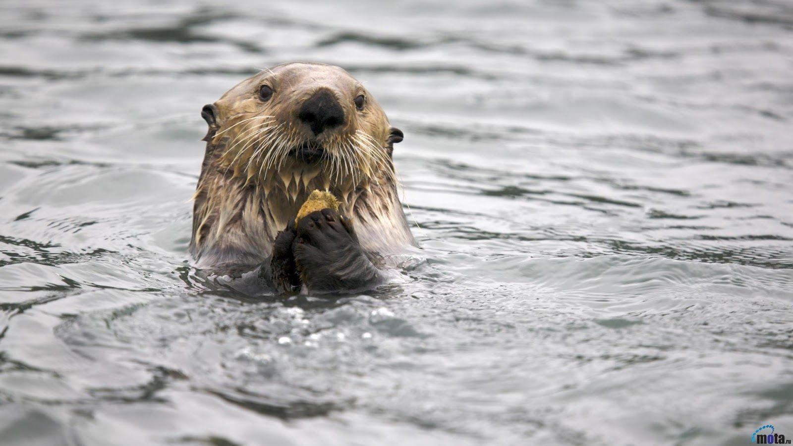 1600x900 Uk Hot Celeberties: Sea Otter Desktop HD Wallpaper, Desktop