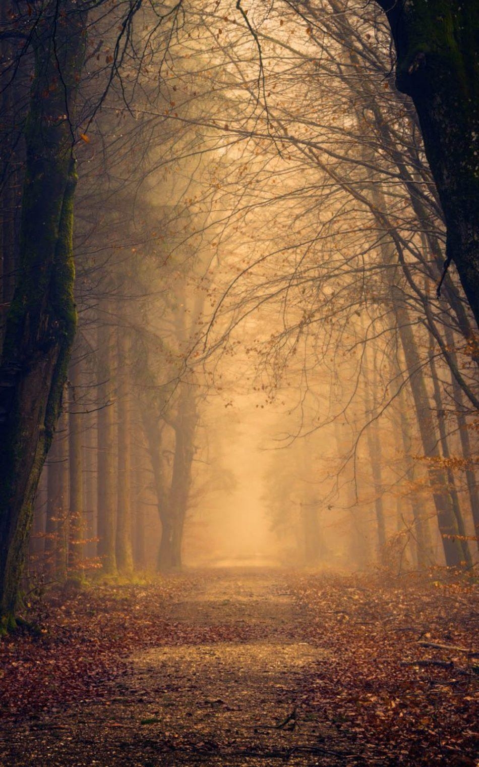 950x1520 Foggy Autumn Forest Morning 4K Ultra HD Mobile Wallpaper, Phone