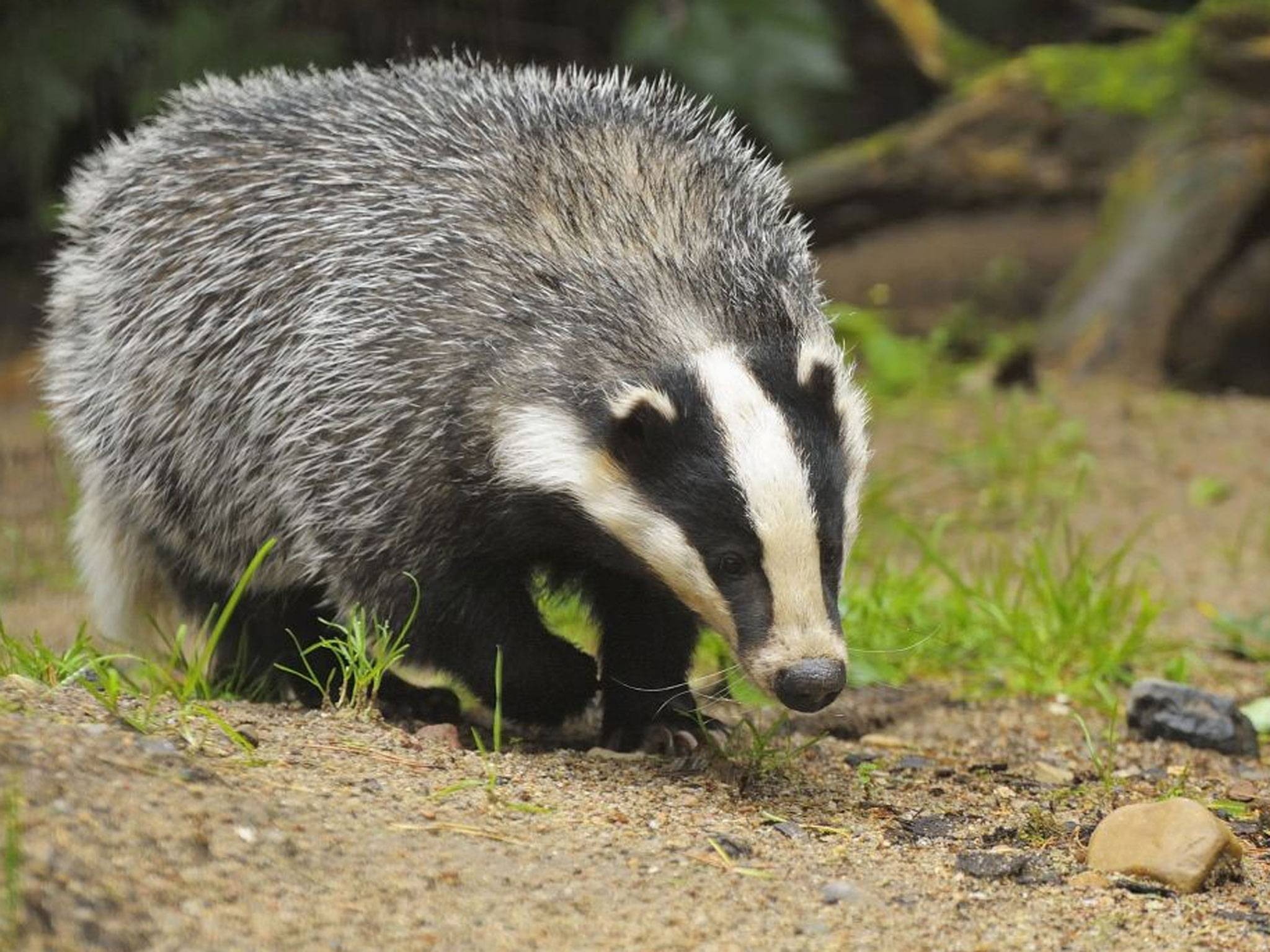 2050x1540 Some Badgers, Desktop