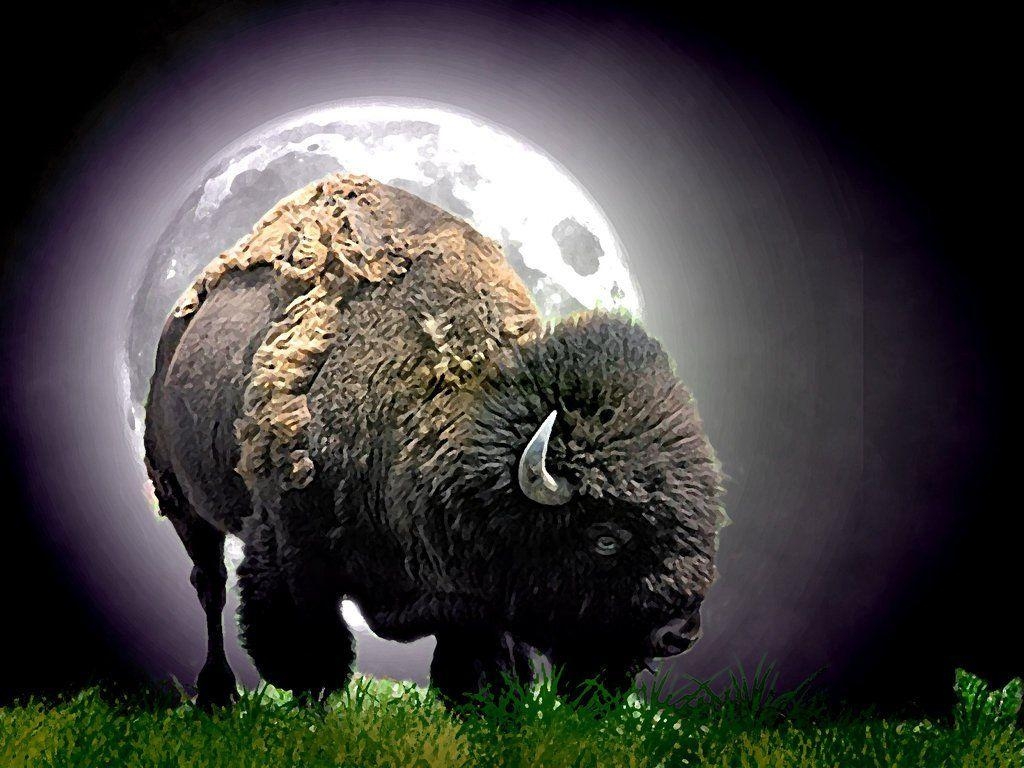 1030x770 Native American Buffalo Wallpaper Free Native American, Desktop