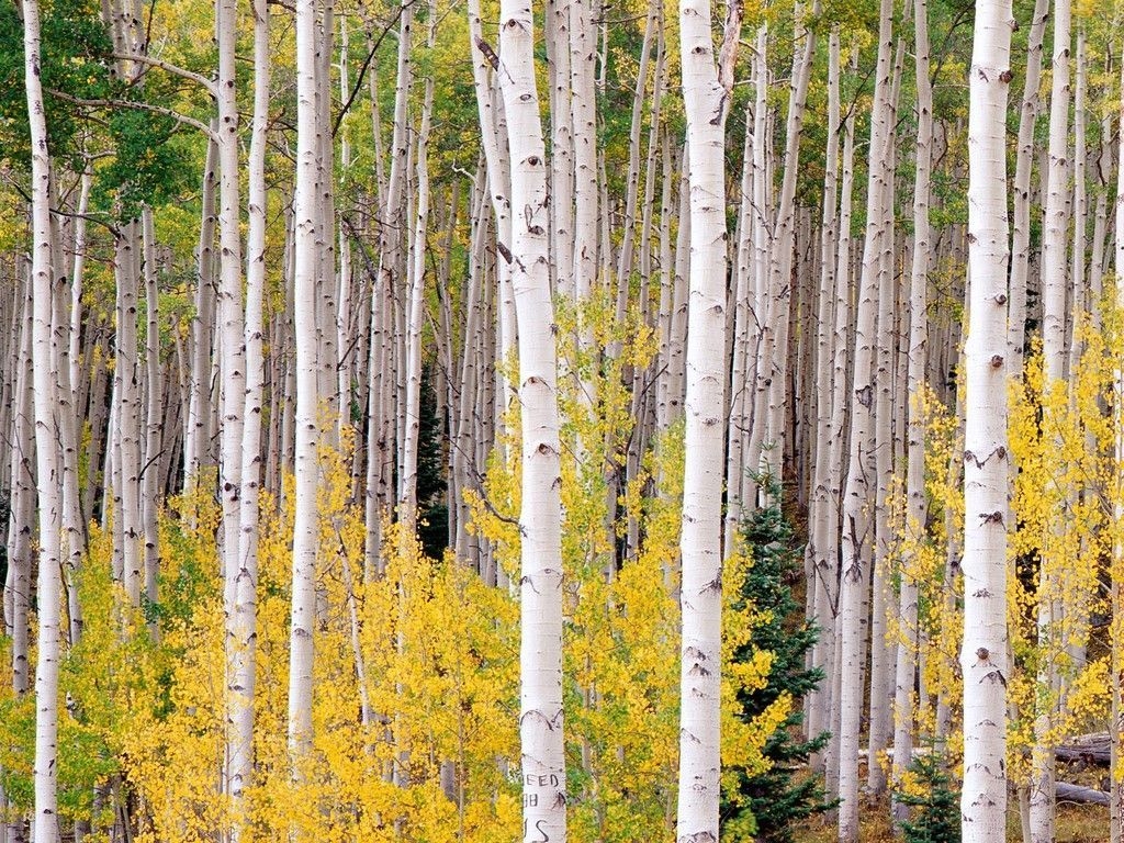 1030x770 Autumn Aspens, Colorado, United States. Birches wallpaper, Birch tree wallpaper, Photo tree, Desktop