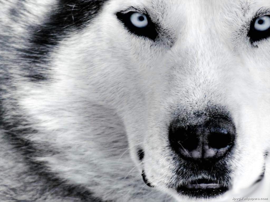 1030x770 siberian husky wallpaper Wallpaper HD, Desktop