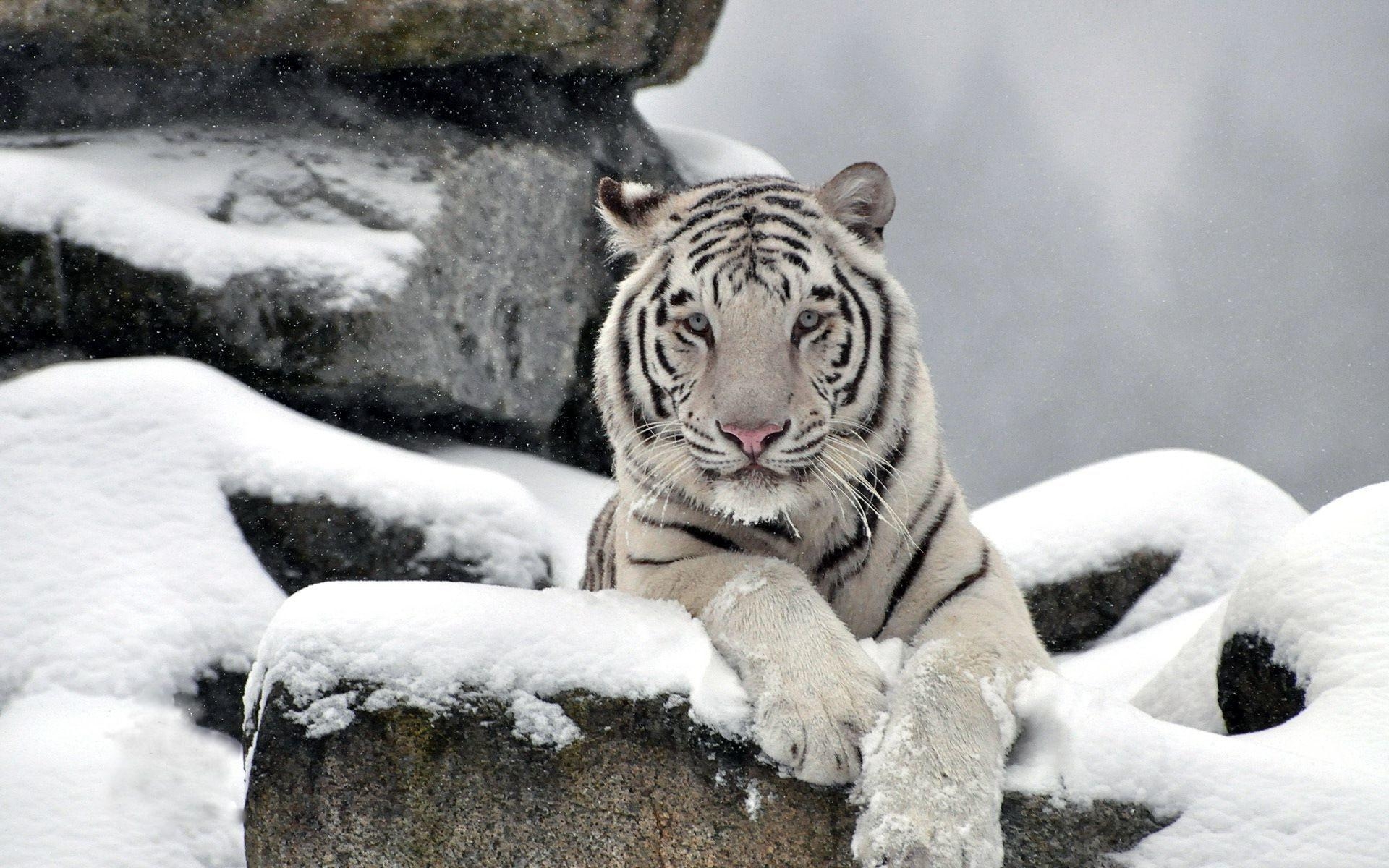 1920x1200 Snow Tiger Wallpaper HD wallpaper search, Desktop