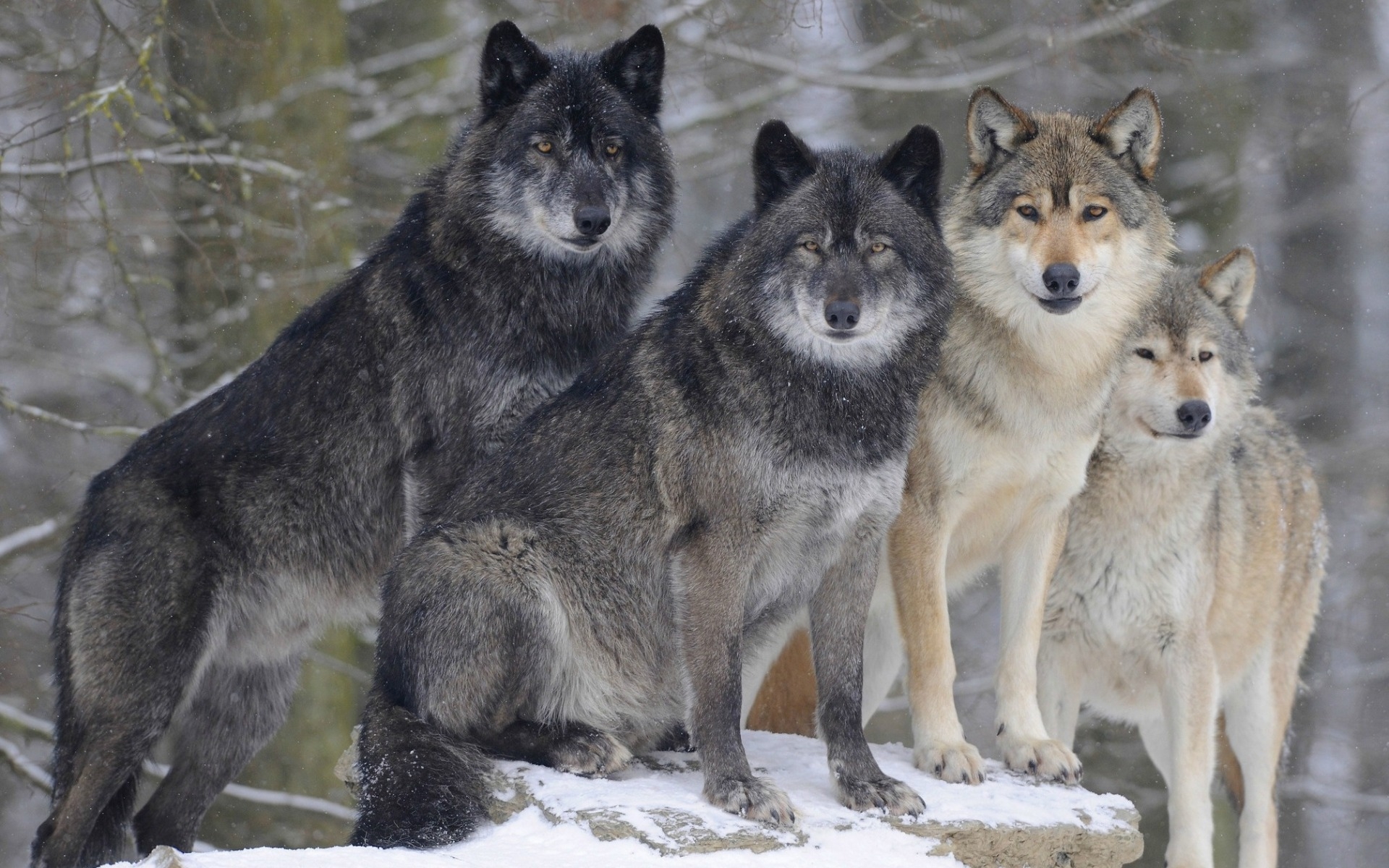 1920x1200 Download wallpaper wolves, pack, wildlife, predators, winter, snow, forest, pack of wolves for desktop with resolution. High Quality HD picture wallpaper, Desktop