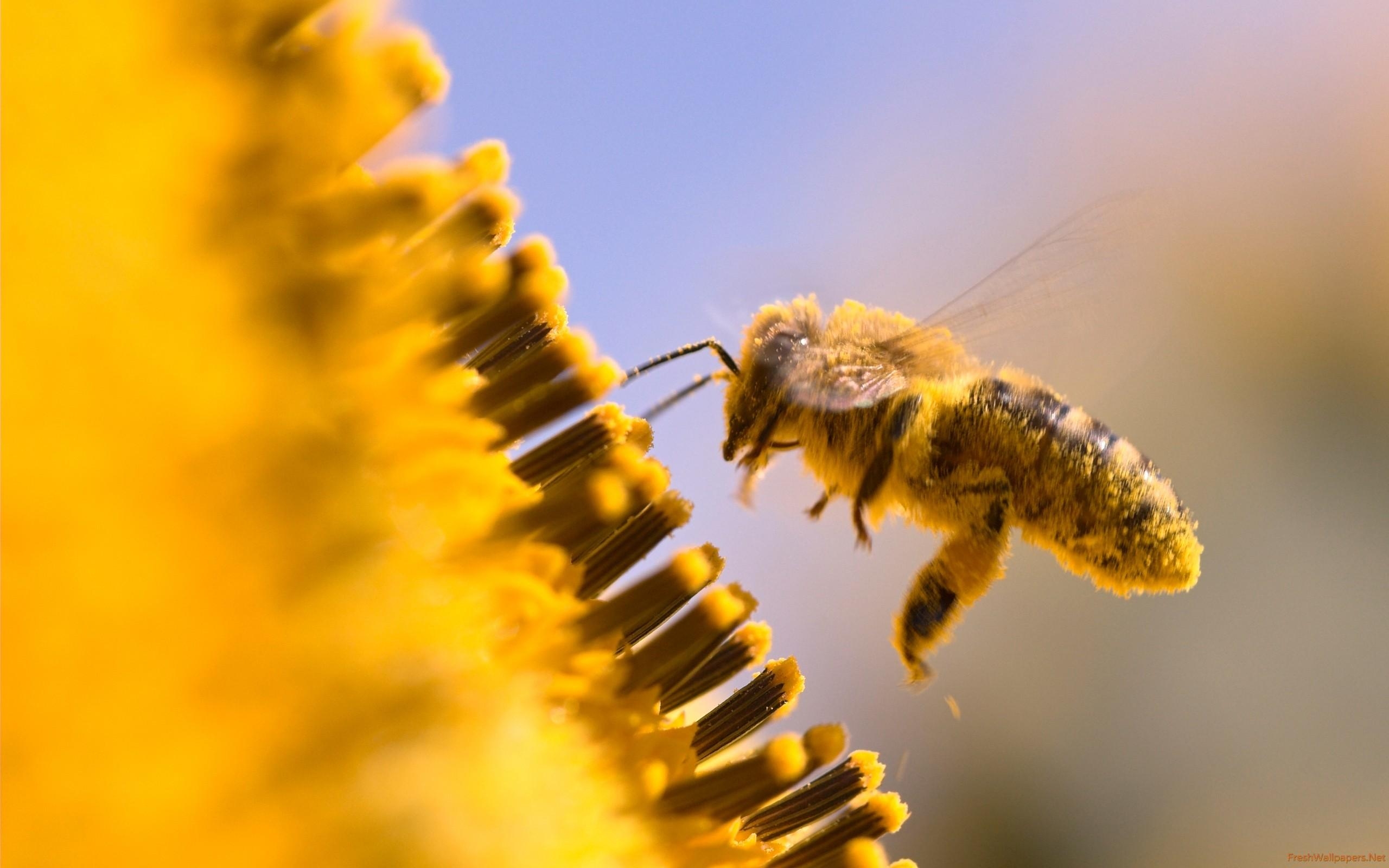 2560x1600 honey bee wallpaper, Desktop