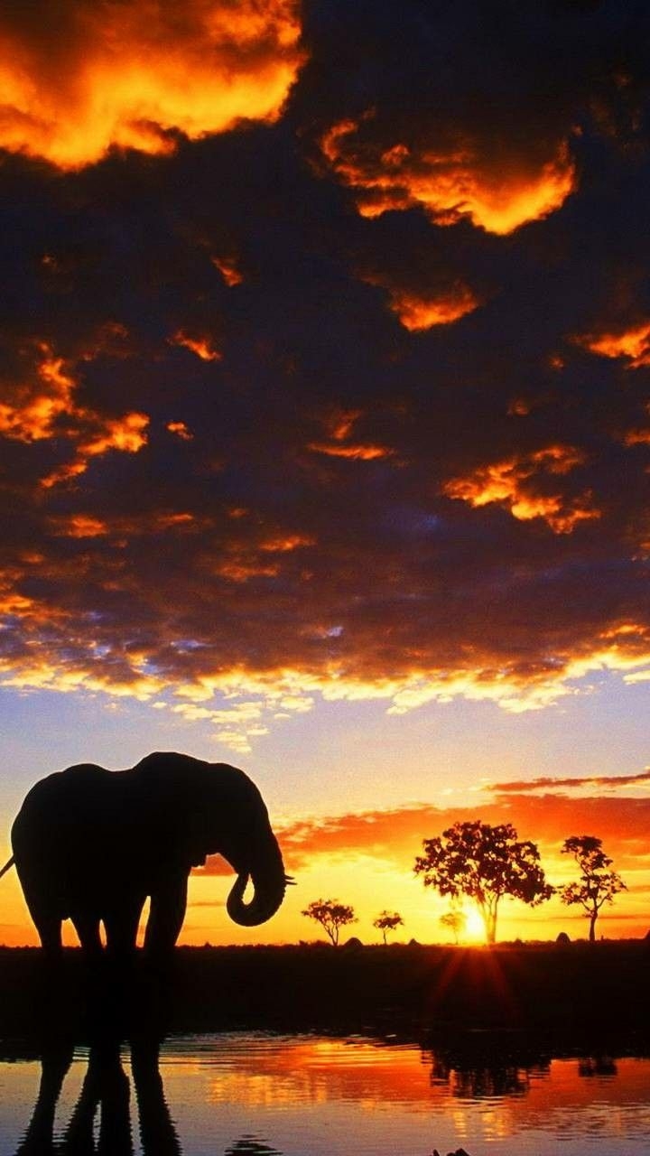 720x1280 An image of an elephant with a sunset in the background. Elephant background, Elephant picture, Elephant wallpaper, Phone