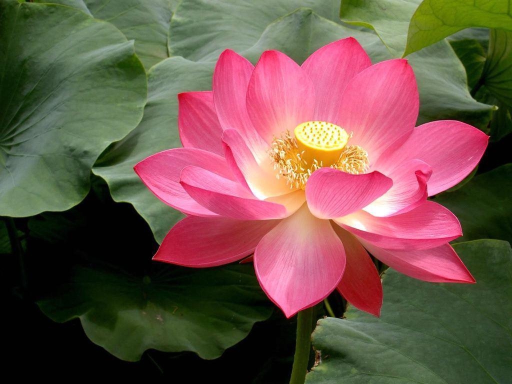 1030x770 Lotus Flower Picture Wallpaper. ForestHDWallpaper, Desktop