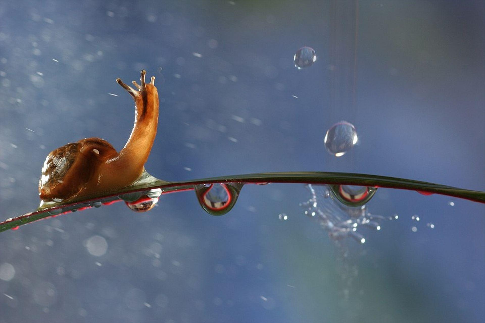 1920x1280 animals, snails, water drops, molluscs wallpaper, Desktop