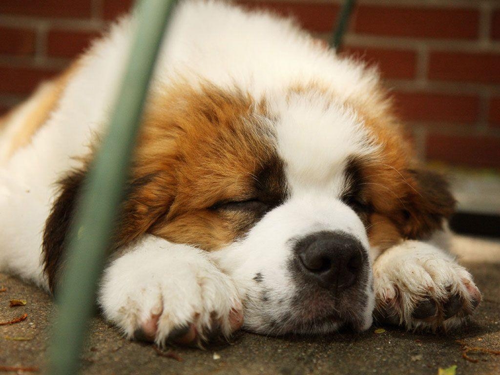 1030x770 Round puppy of saint bernard sleeping wallpaper, Desktop