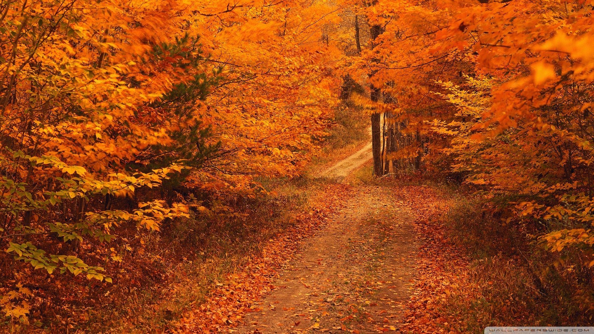 1920x1080 Road Less Travelled In Autumn Connecticut ❤ 4K HD Desktop Wallpaper, Desktop