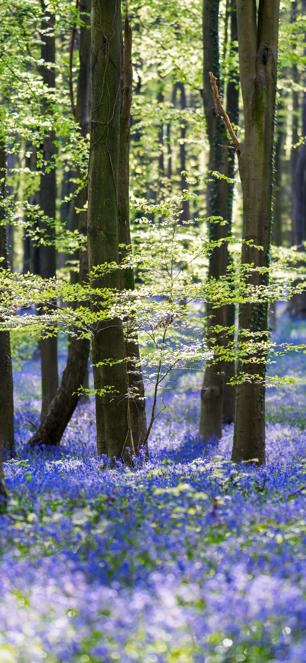 1290x2780 Forest Wallpaper 4K, Trees, Woods, Green leaves, Purple Flowers, 5K, Nature, Phone