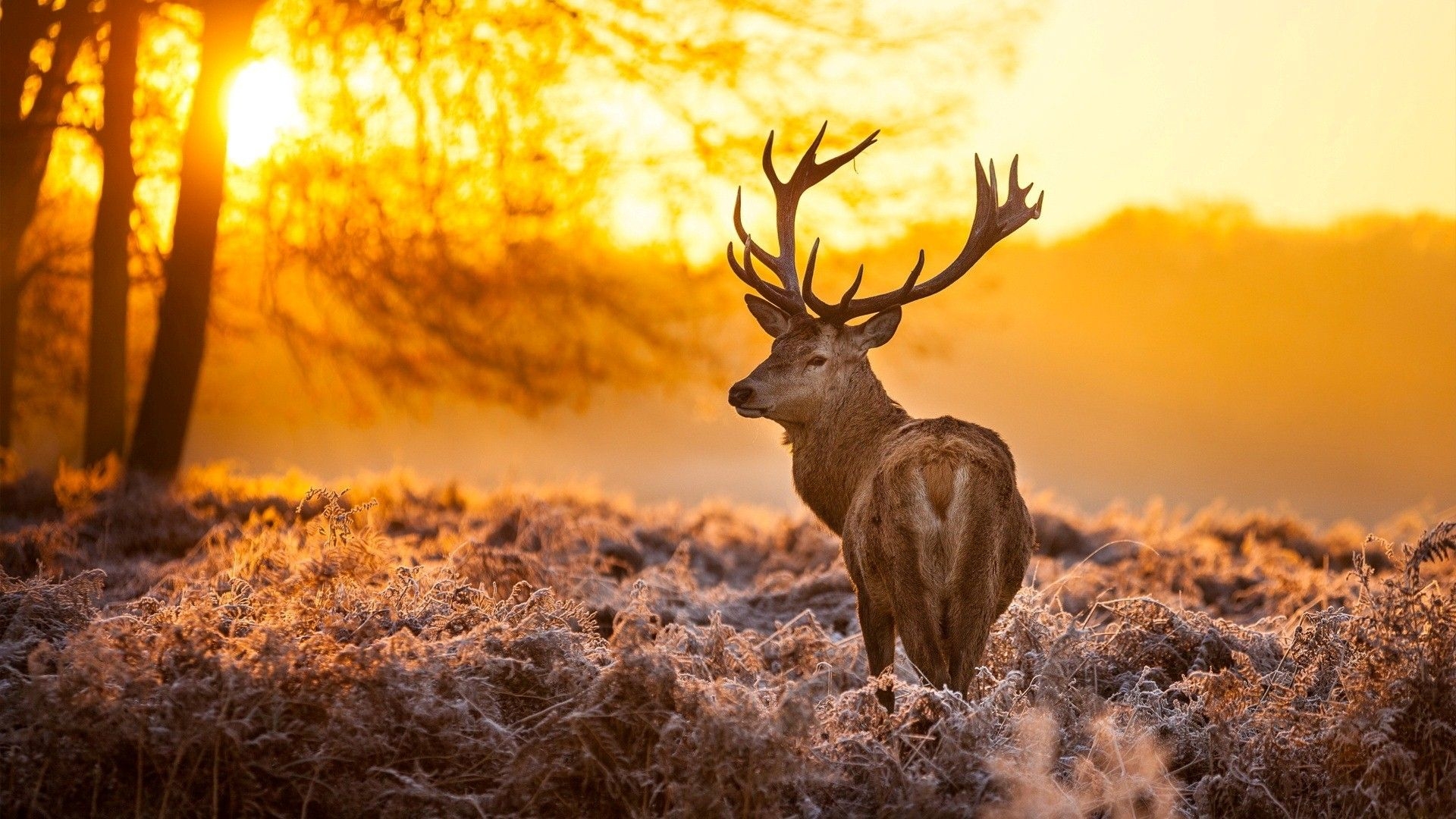 1920x1080 deer wallpaper HD big deer in jungle during winter season HD photo, Desktop