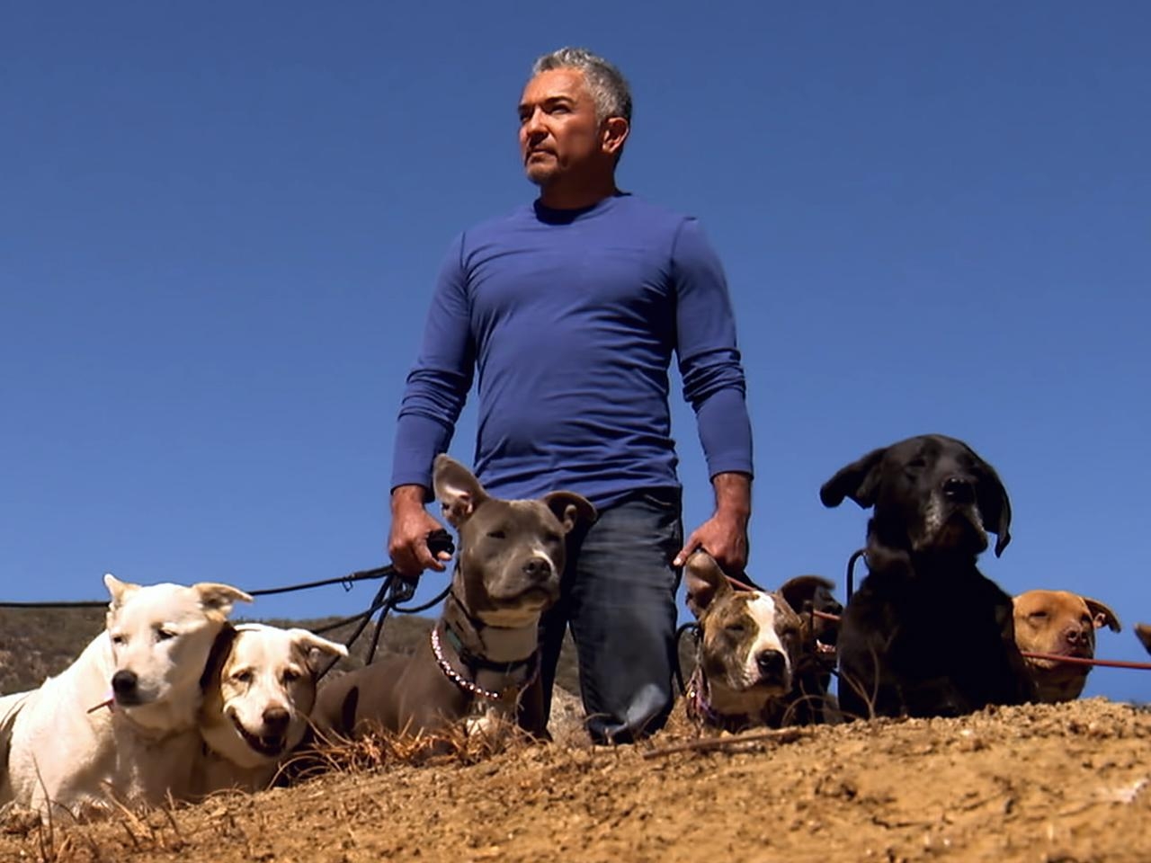 1280x960 Bitten by tragedy, Cesar Millan returns wiser on NBCNews.com, Desktop