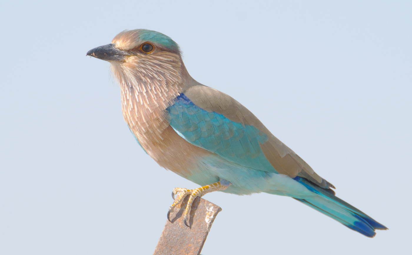 1400x870 Indian Roller (Coracias benghalensis), Desktop