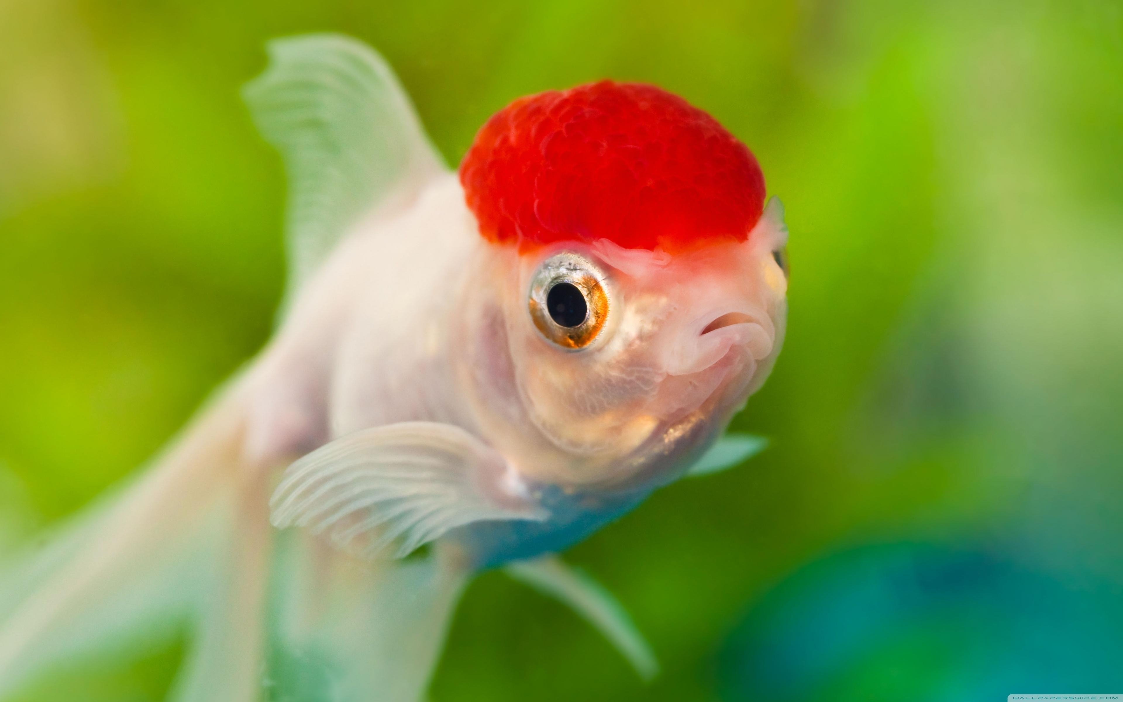 3840x2400 Download The Best Red Cap Oranda Goldfish Wallpaper, Desktop