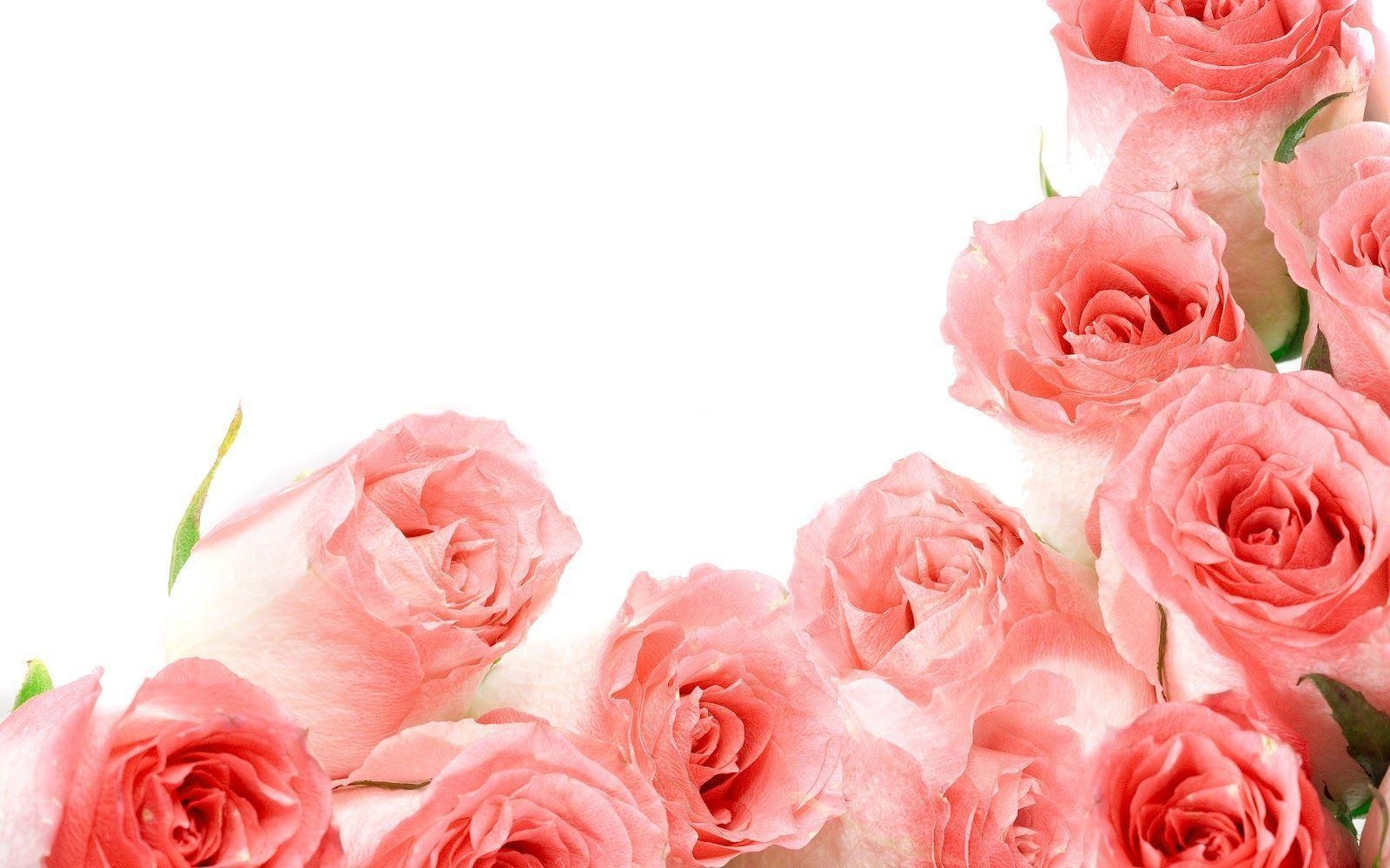 1600x1000 Roses Wallpaper (part 2) HD Wallpaper, Desktop