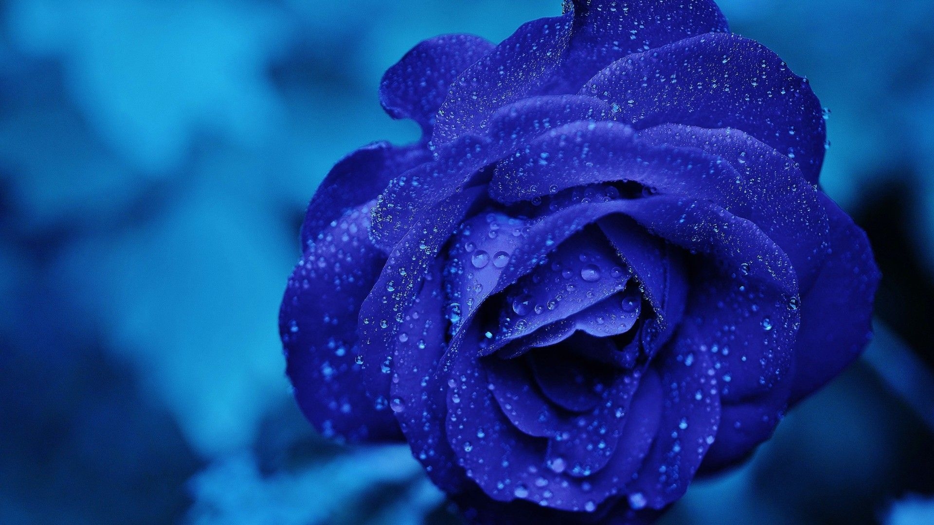 1920x1080 Blue Rose 4k Laptop Full HD 1080P HD 4k Wallpaper, Desktop