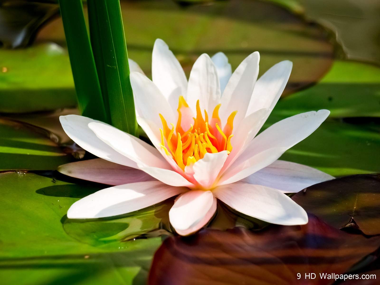 1600x1200 Lotus Flower HD Wallpaper, Flowers Image And Photo, Desktop