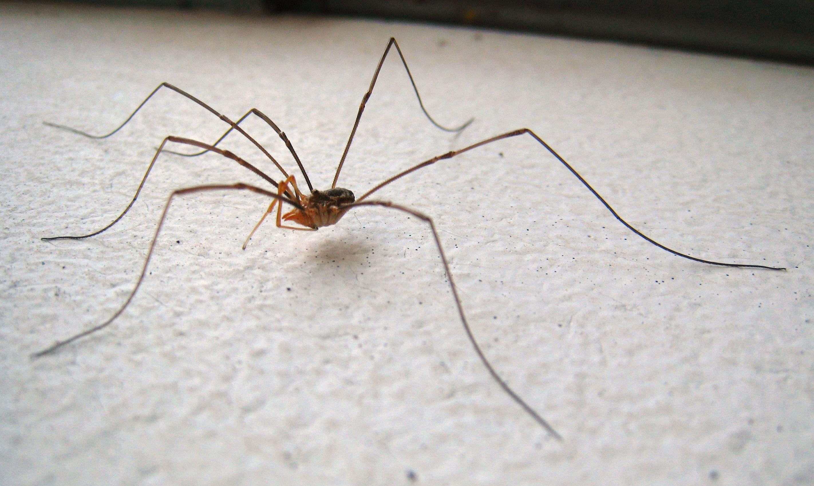 2850x1700 Daddy Long Legs Spider (Harvestman), Desktop