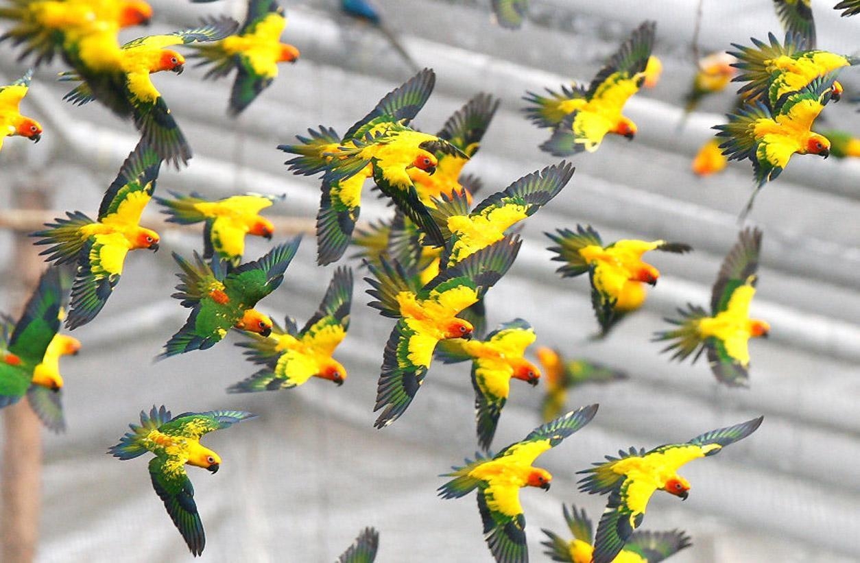 1260x830 Free wallpaper Jandaya parakeet birds in flight, Desktop