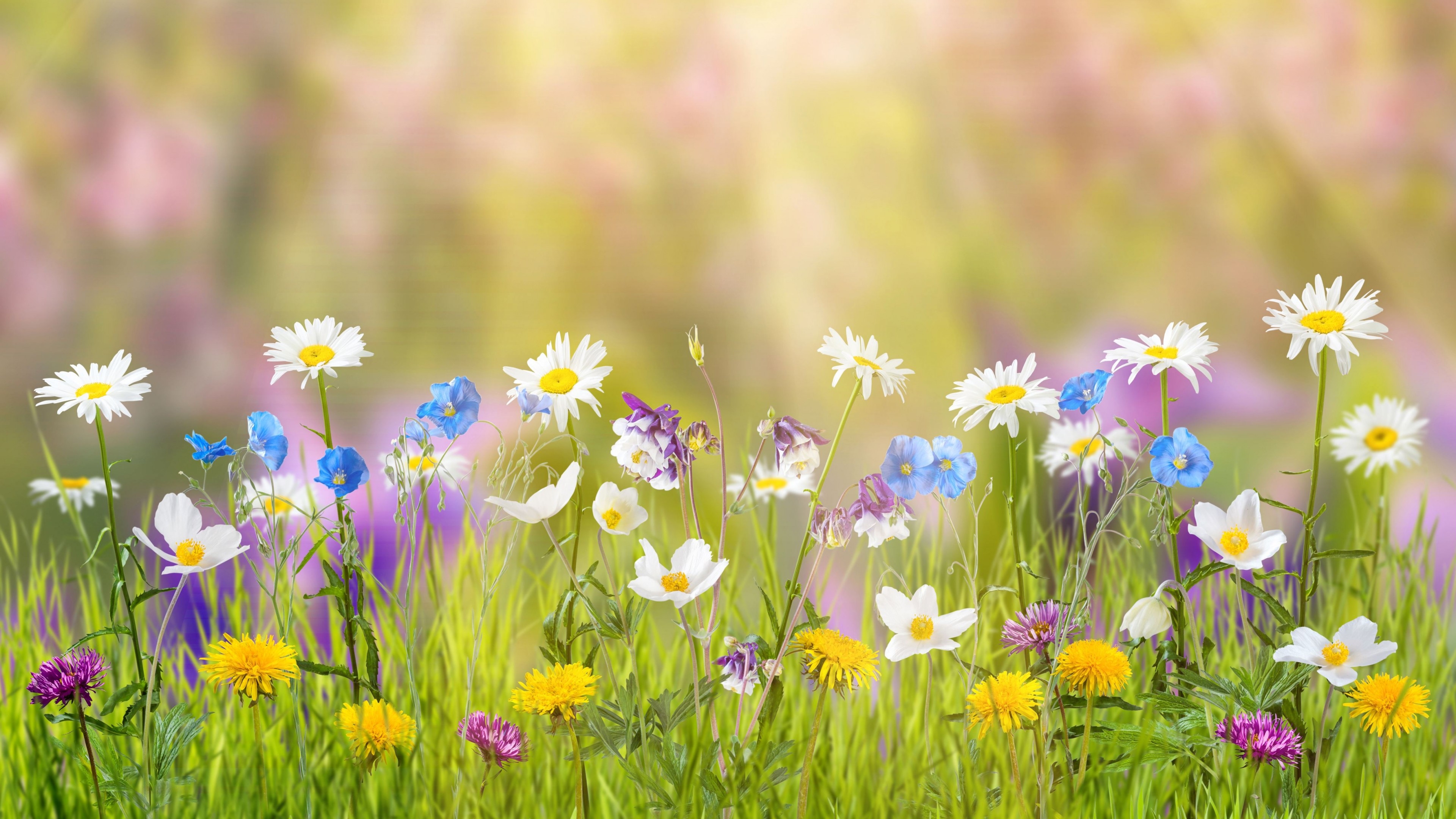 3840x2160 Wallpaper flower, 5k, 4k wallpaper, field, spring, Nature, Desktop