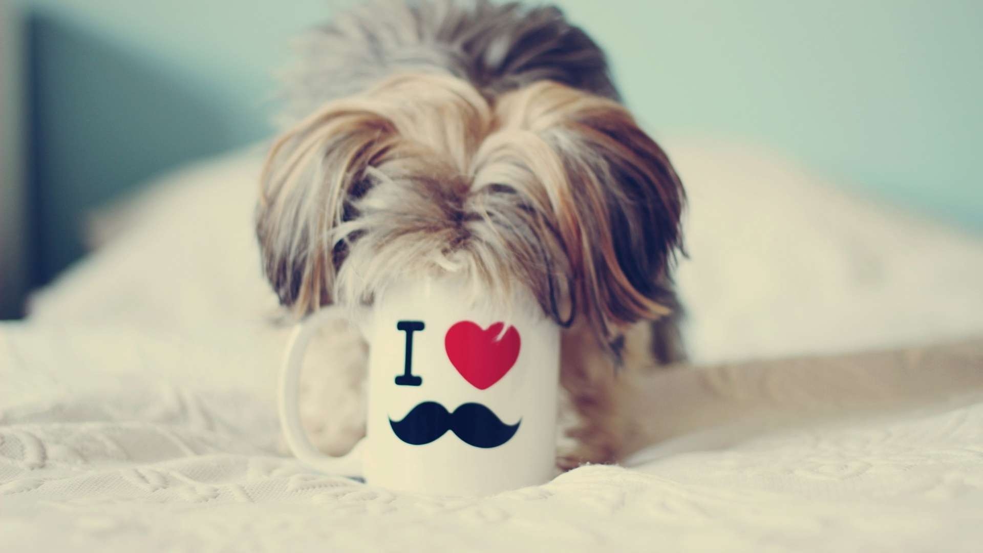 1920x1080 Yorkshire Terrier Love Mustache Wallpaper, Desktop