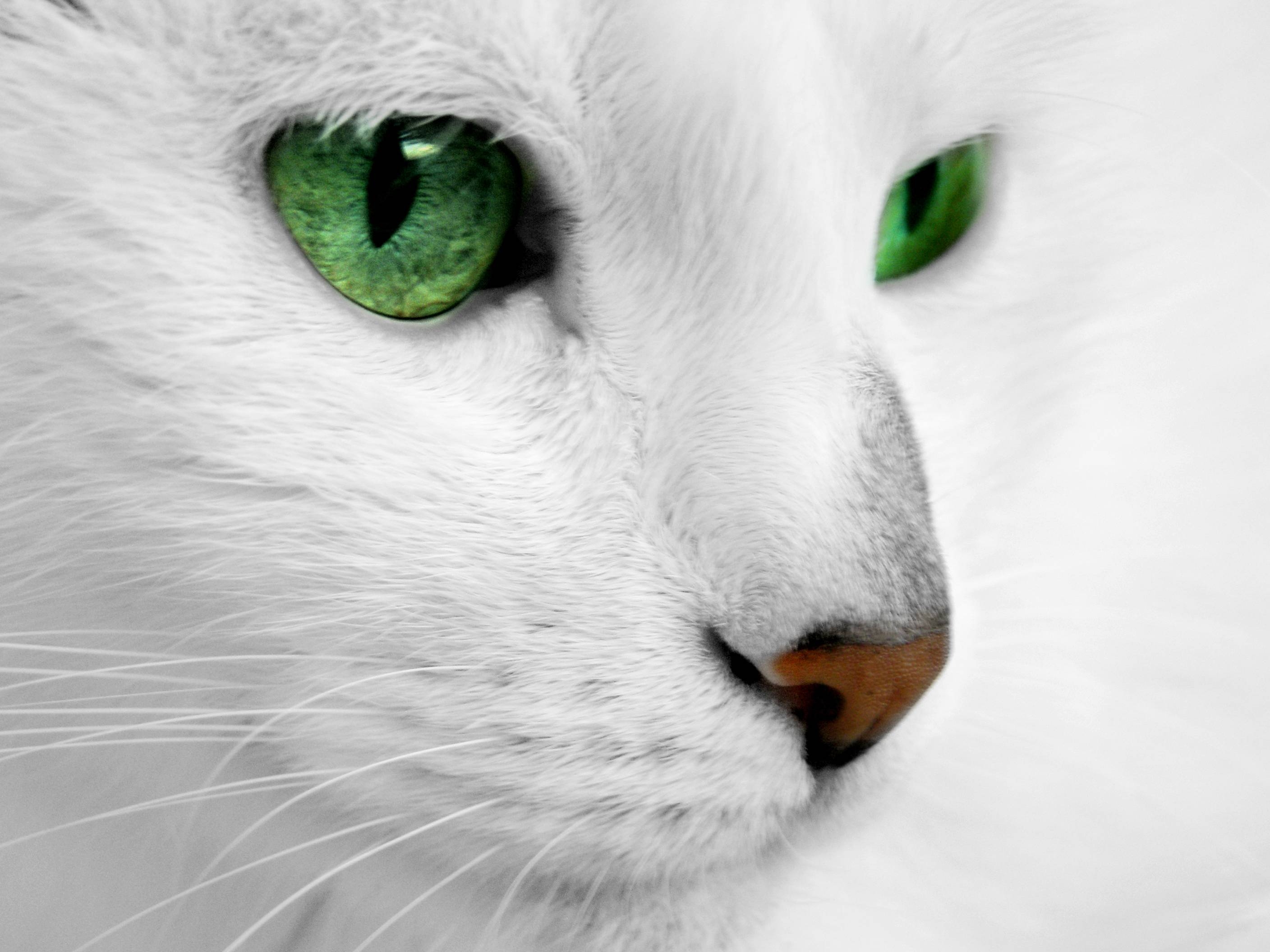 2820x2120 White Cat Wallpaper, Desktop