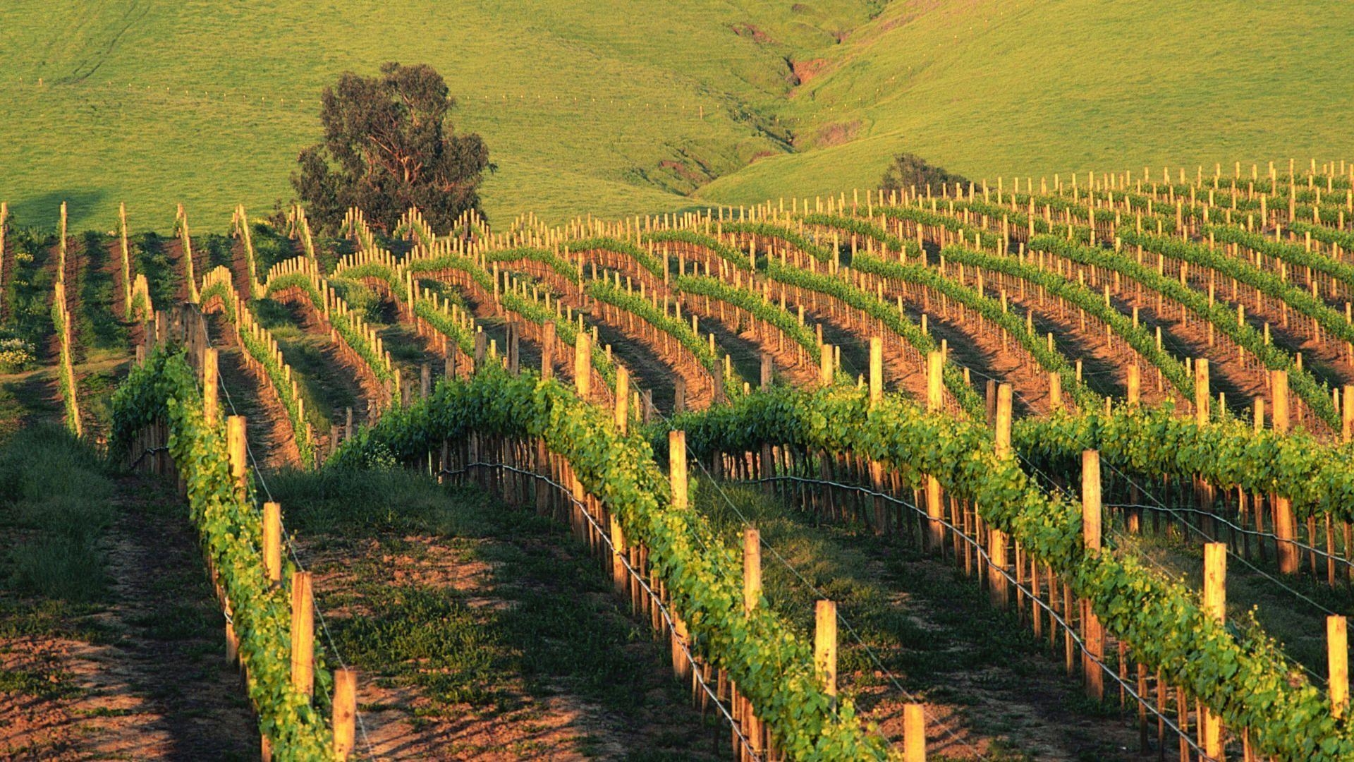 1920x1080 Vineyard Wallpaper 33348 Wallpaper. hdesktopict, Desktop