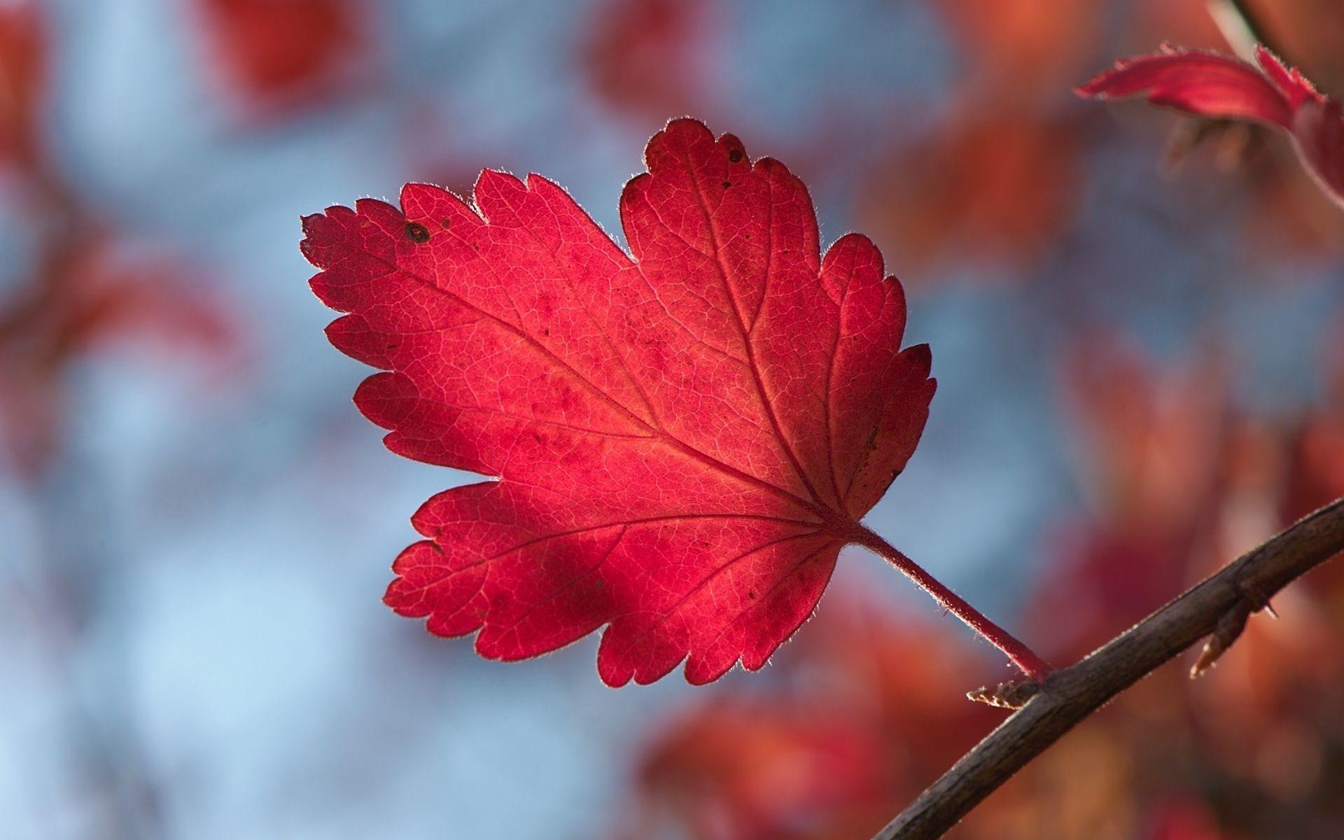 1920x1200 Red Leaf, Desktop