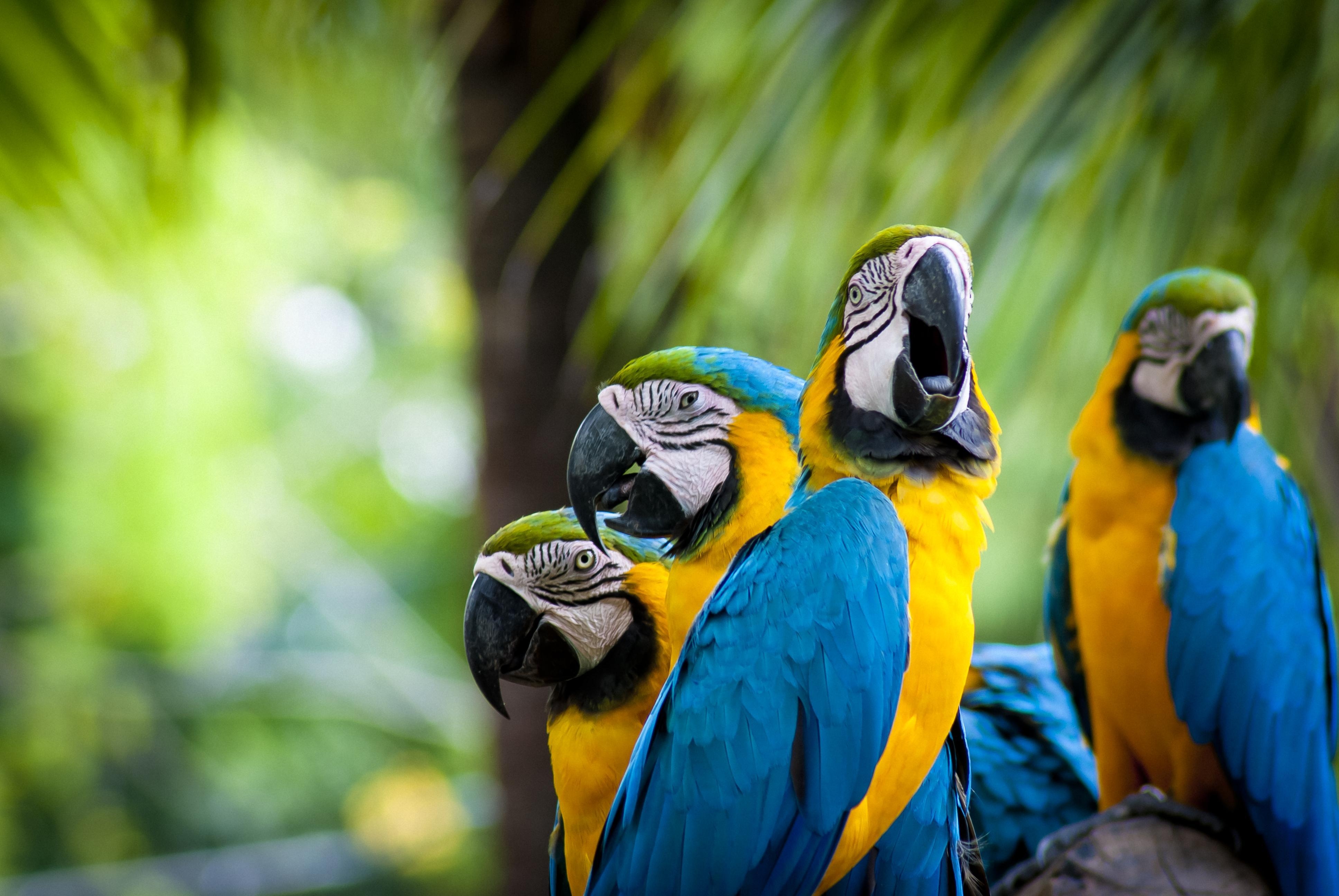 3880x2600 Blue And Yellow Macaw Wallpaper 3 X 2592, Desktop