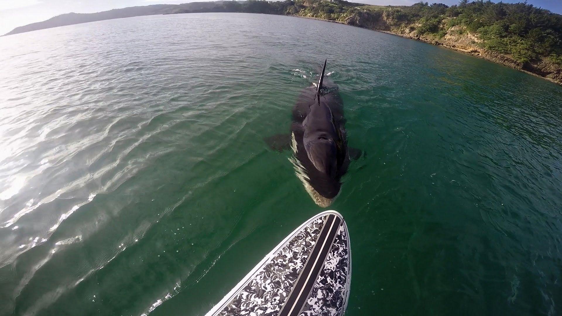 1920x1080 GoPro Awards: Orca vs. Paddle Board, Desktop